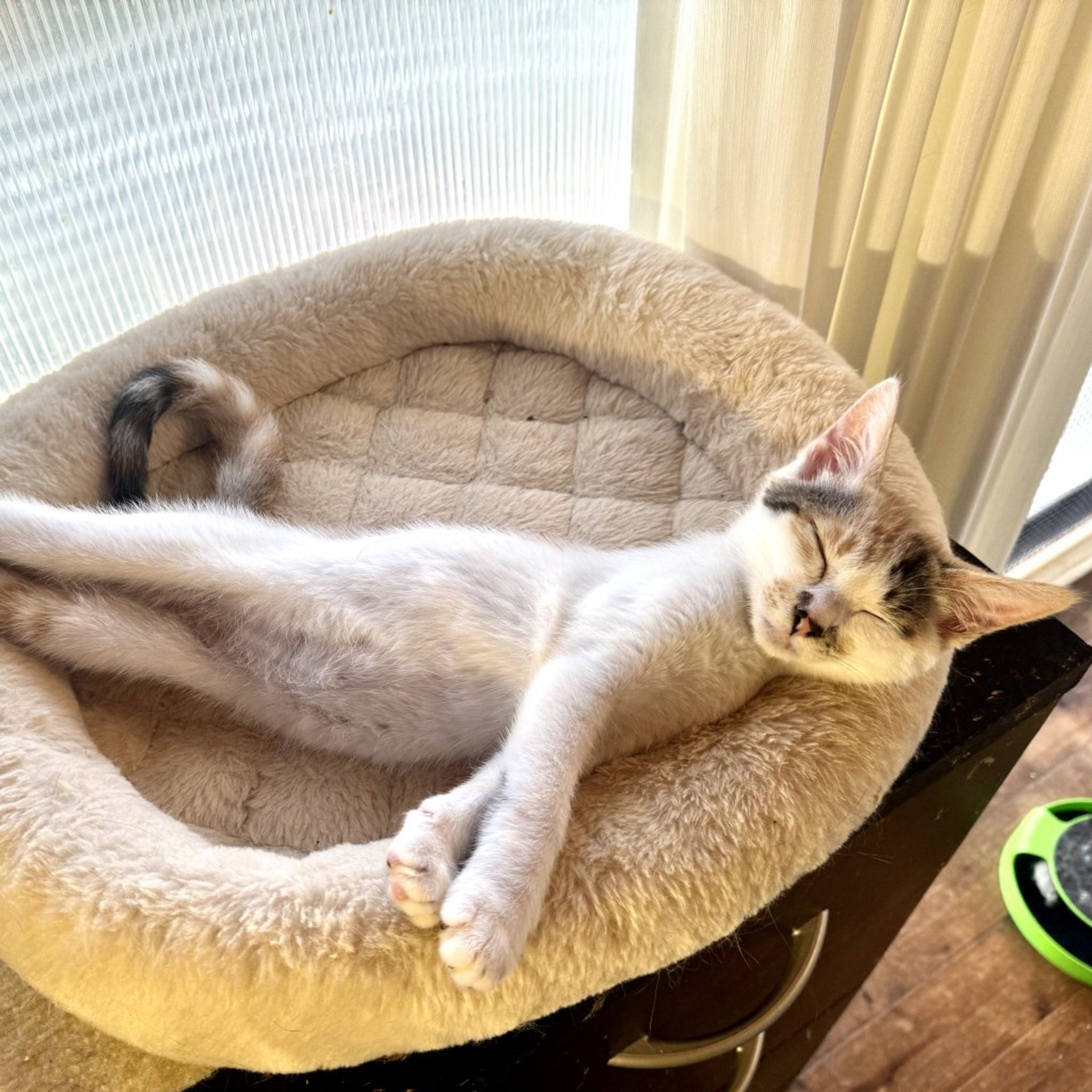 雑種（ミックス猫）・メスの里親募集の写真