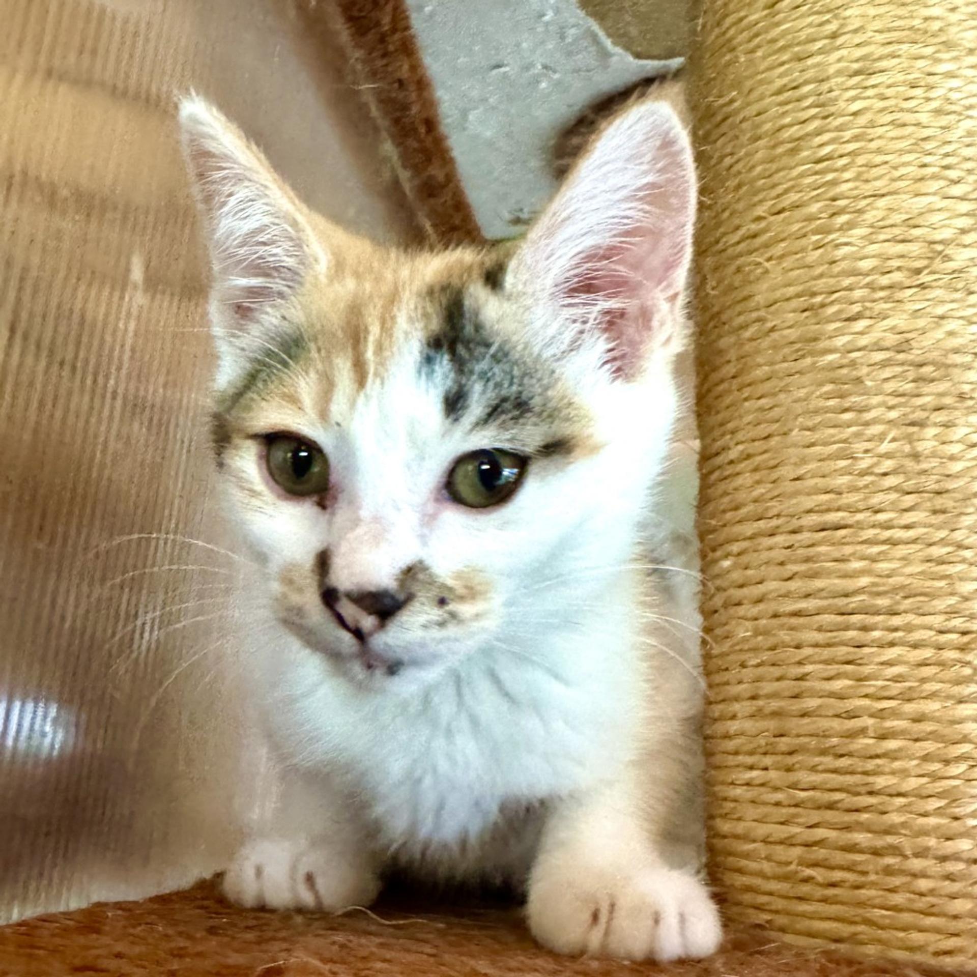pet-image-2