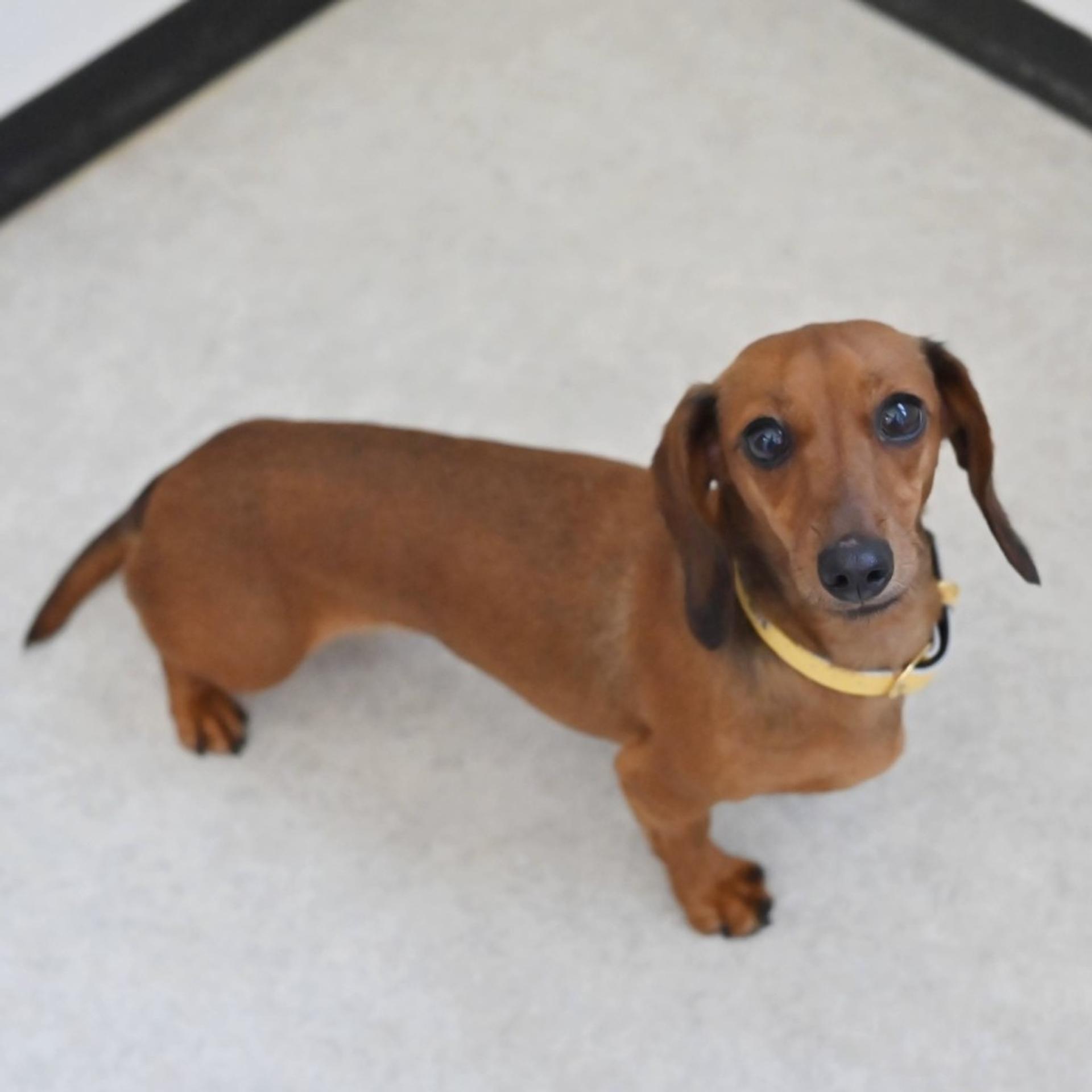 pet-image-3