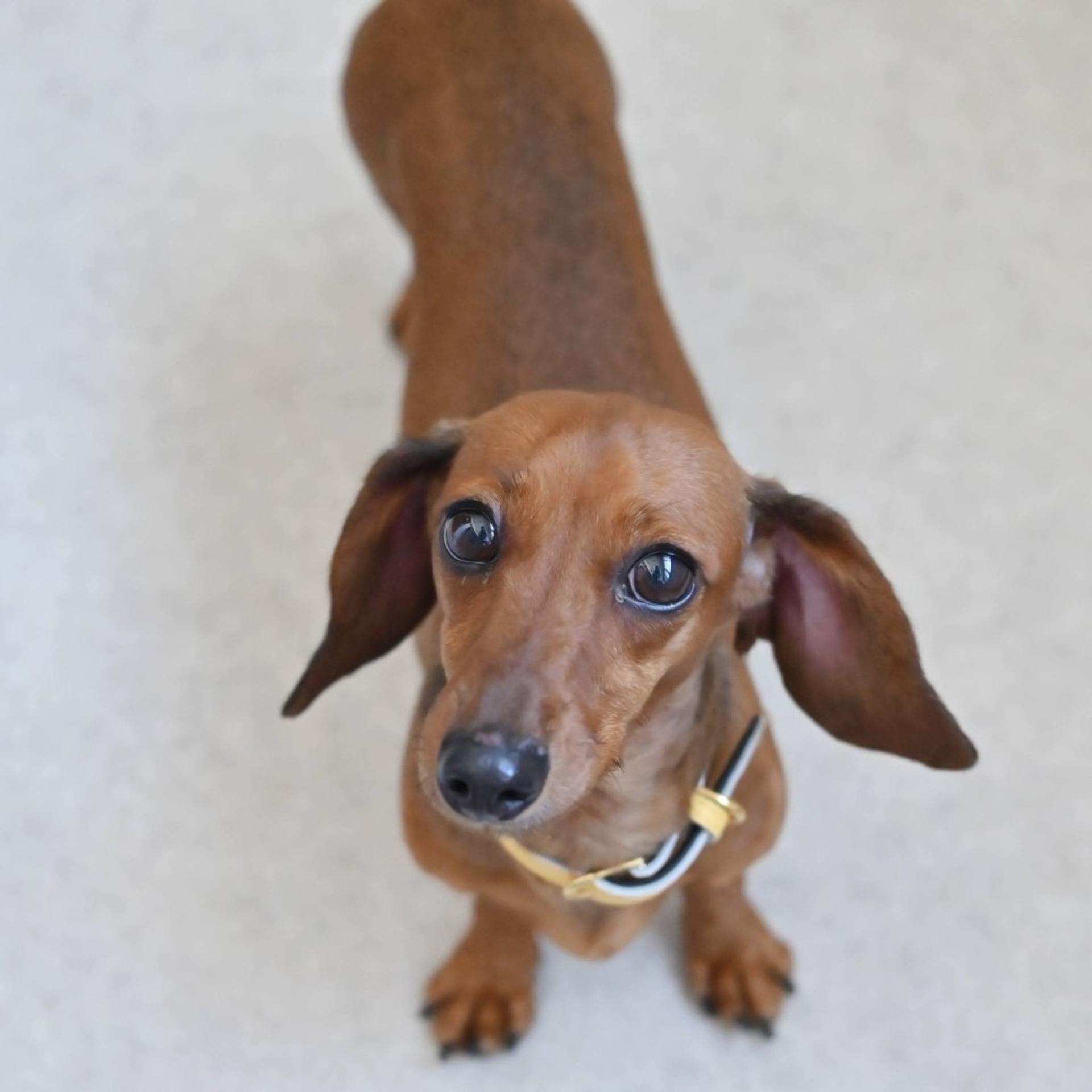 pet-image-4