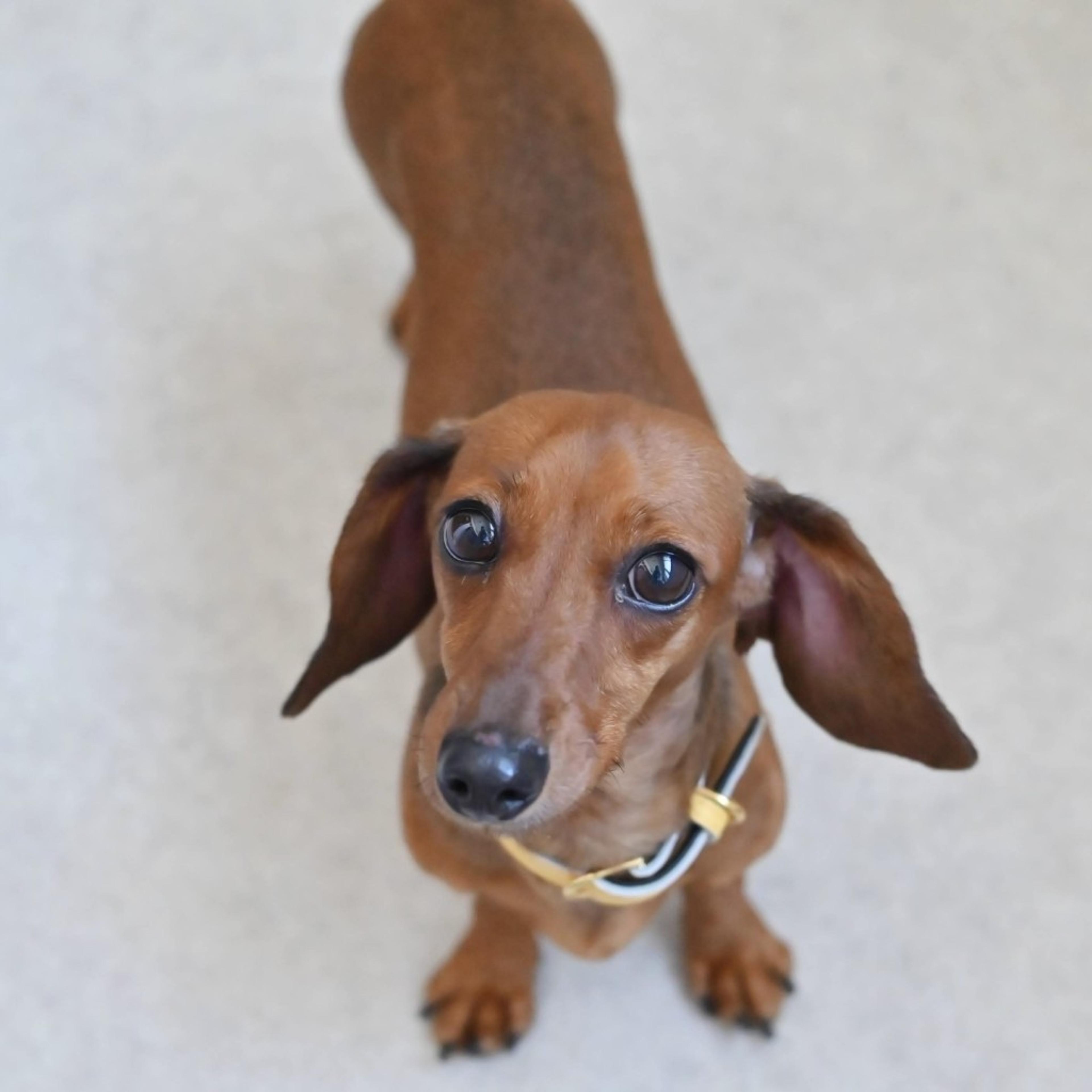 pet-image-4