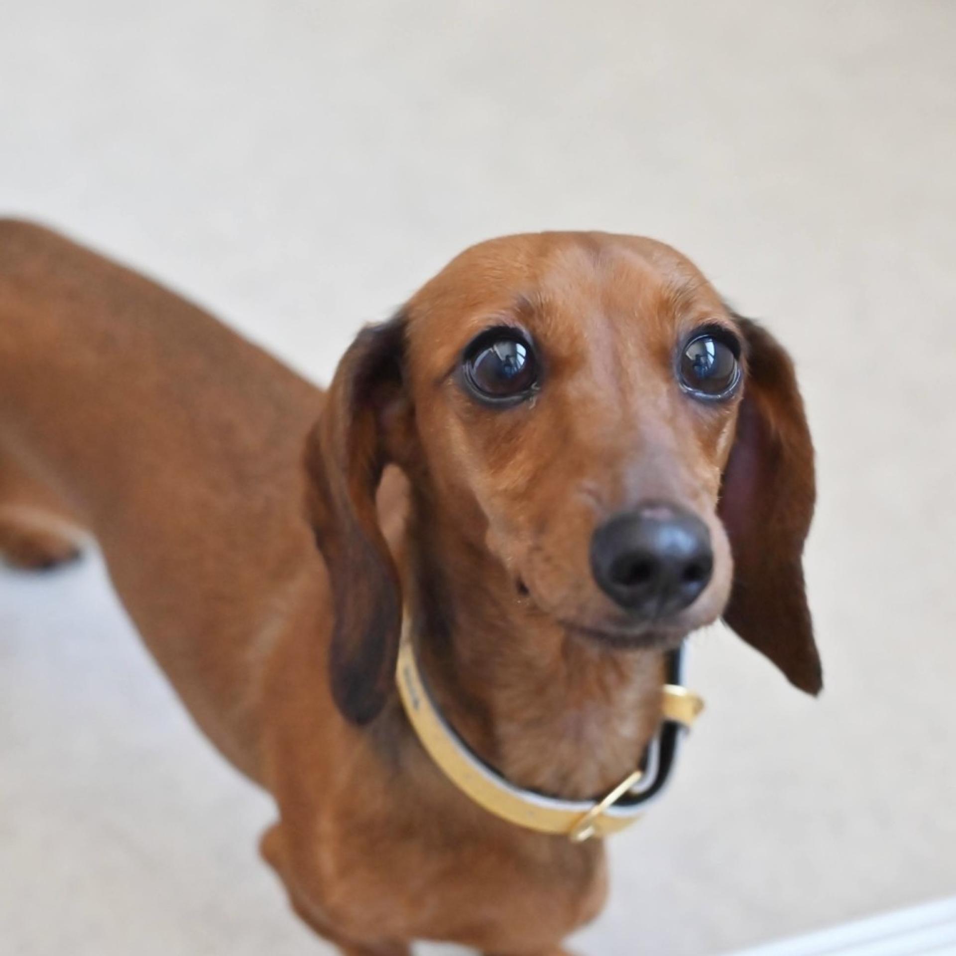 pet-image-5