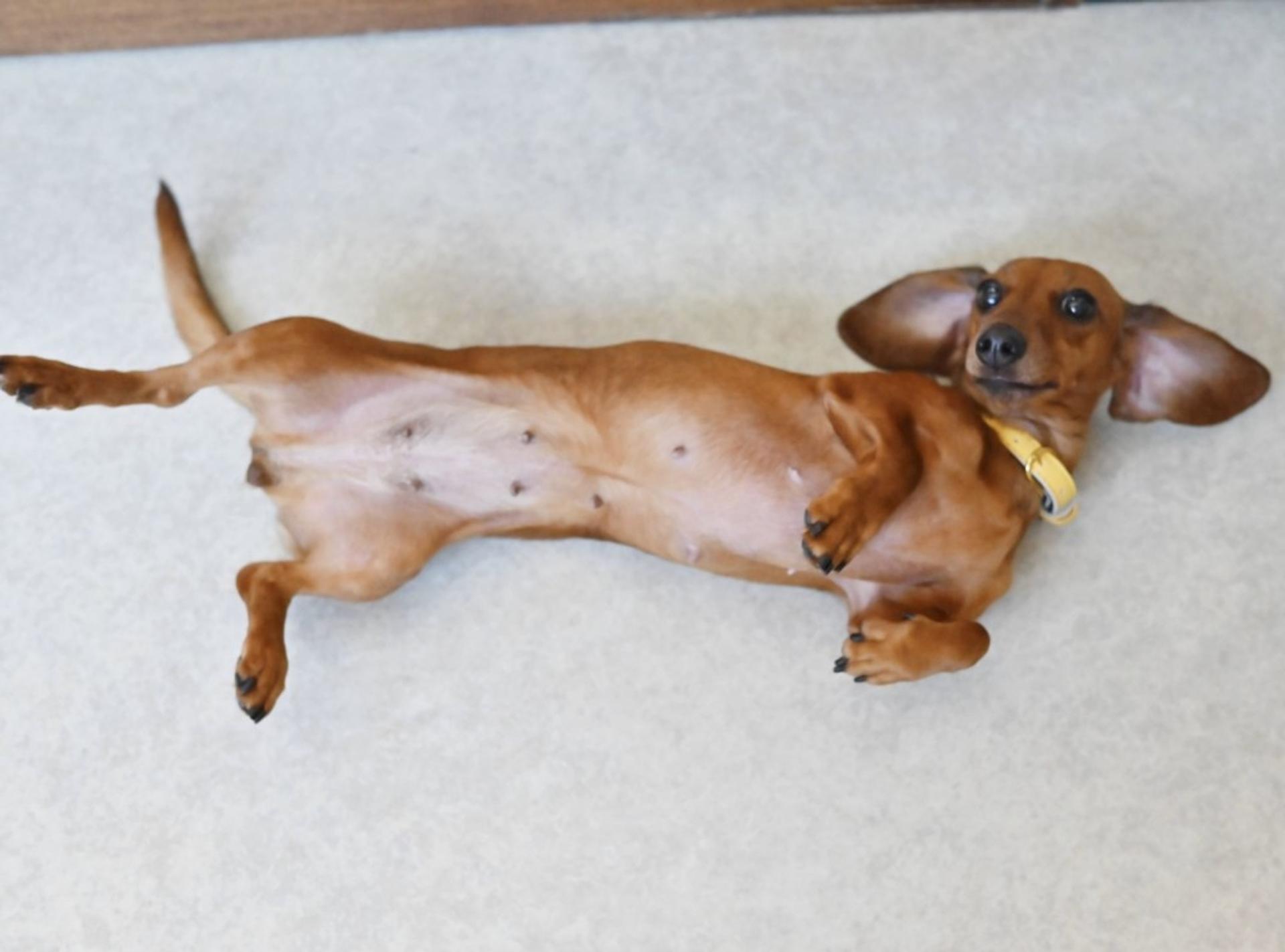 pet-image-7