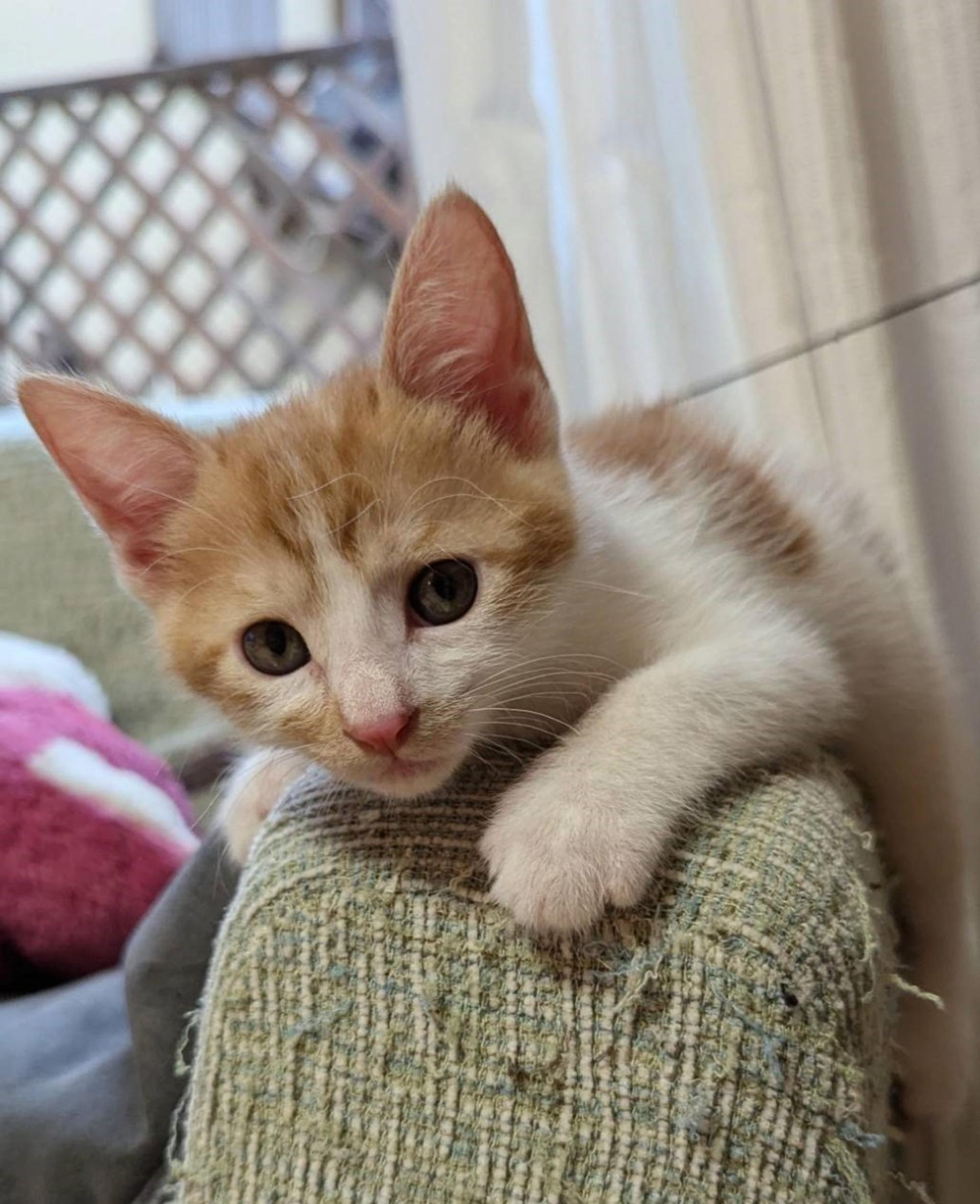 pet-image-3