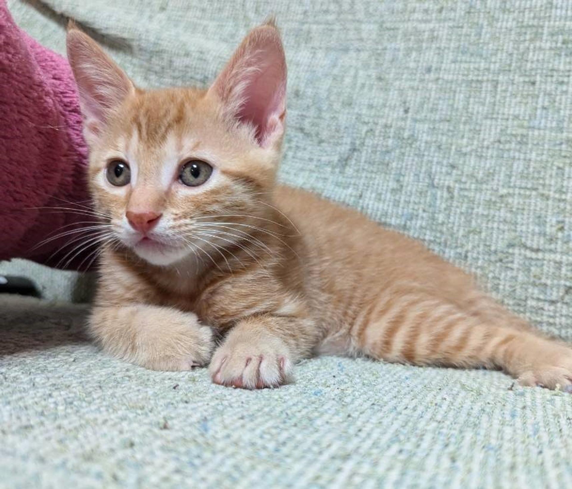 pet-image-3