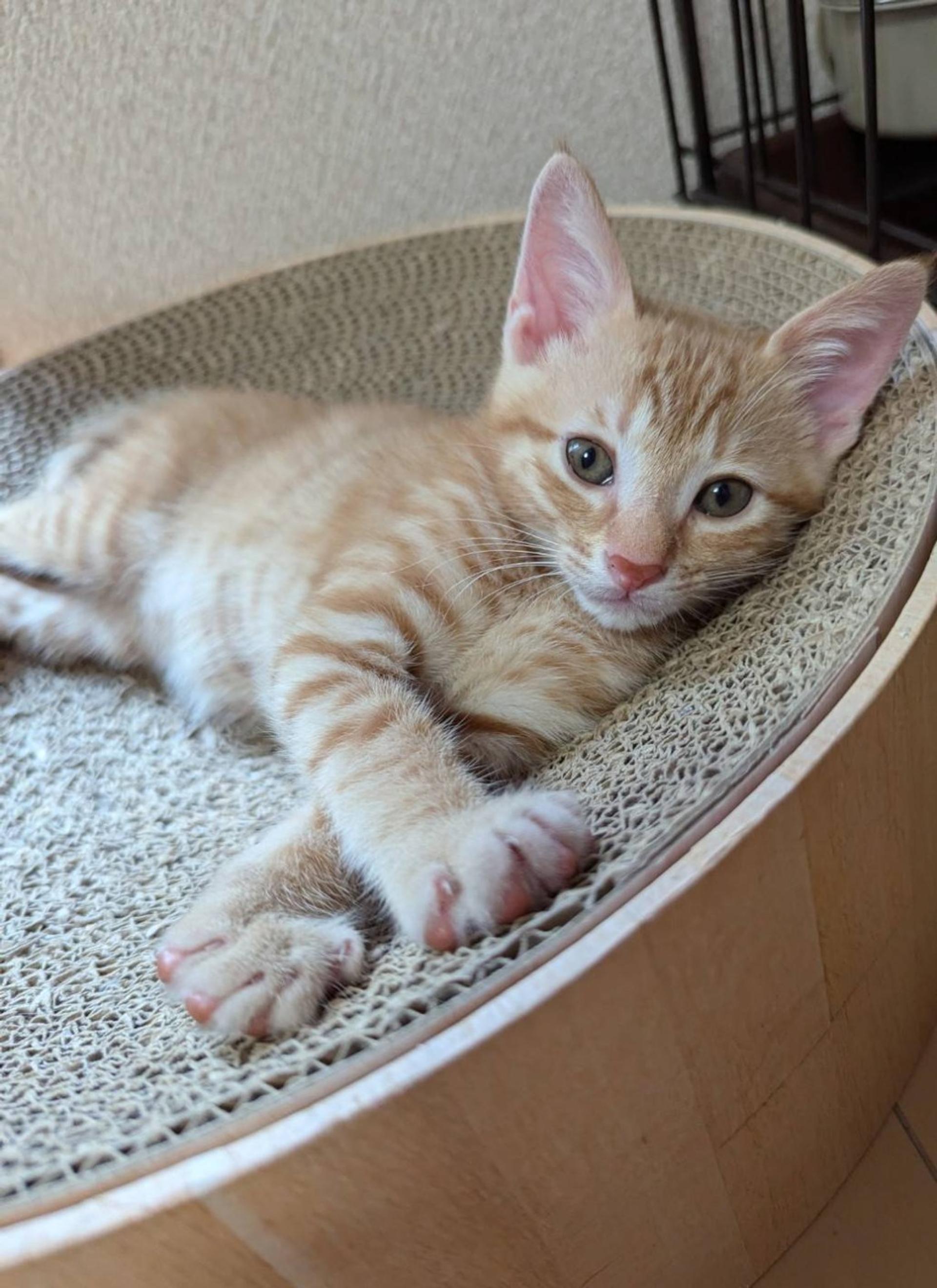 pet-image-4
