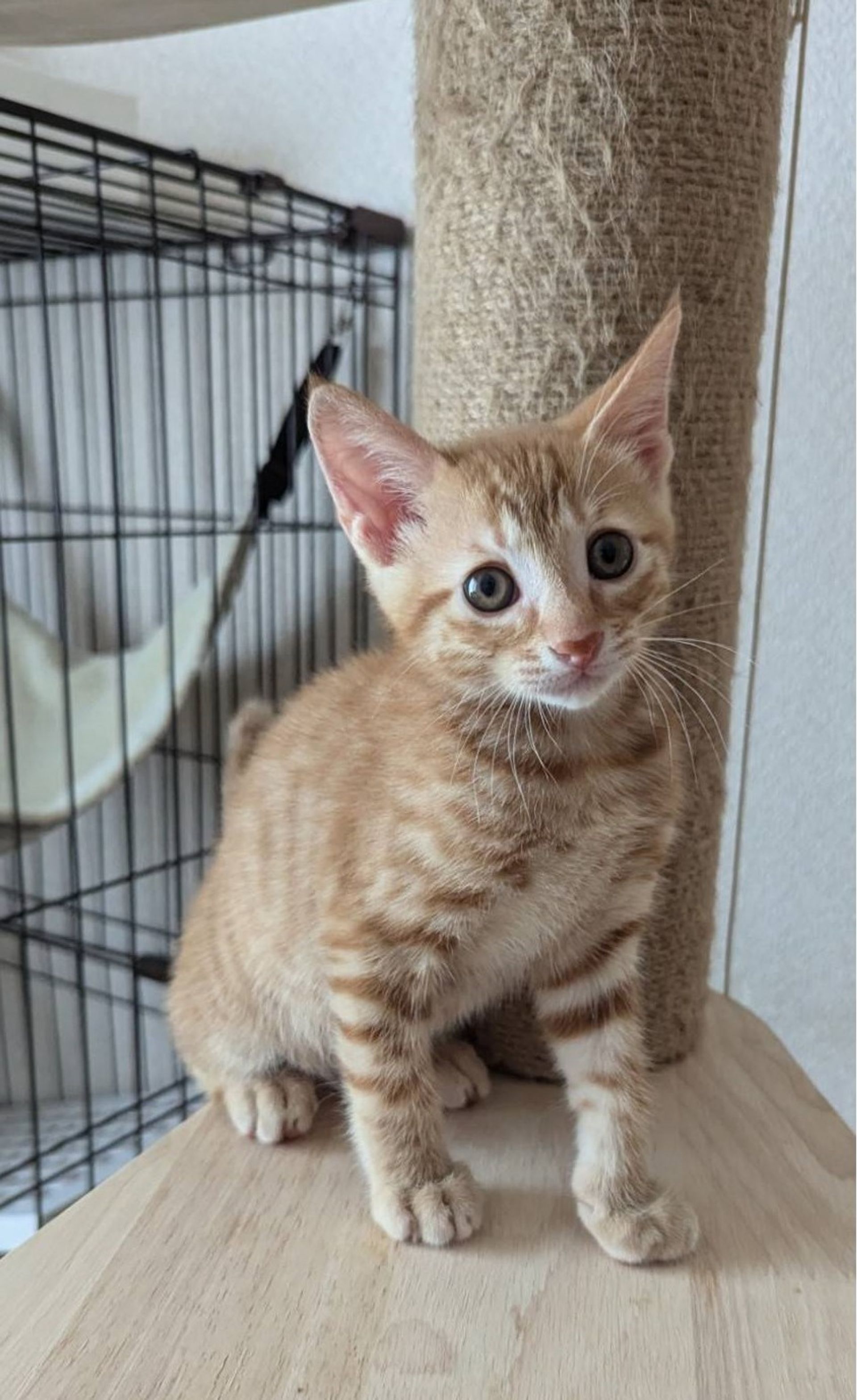 雑種（ミックス猫）・オスの里親募集の写真