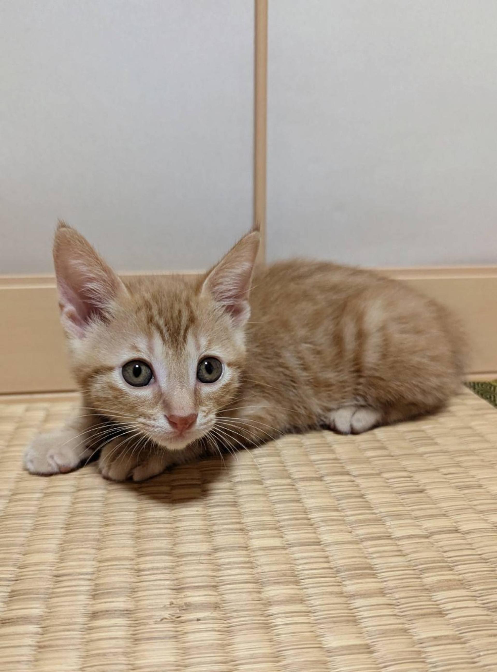 pet-image-5
