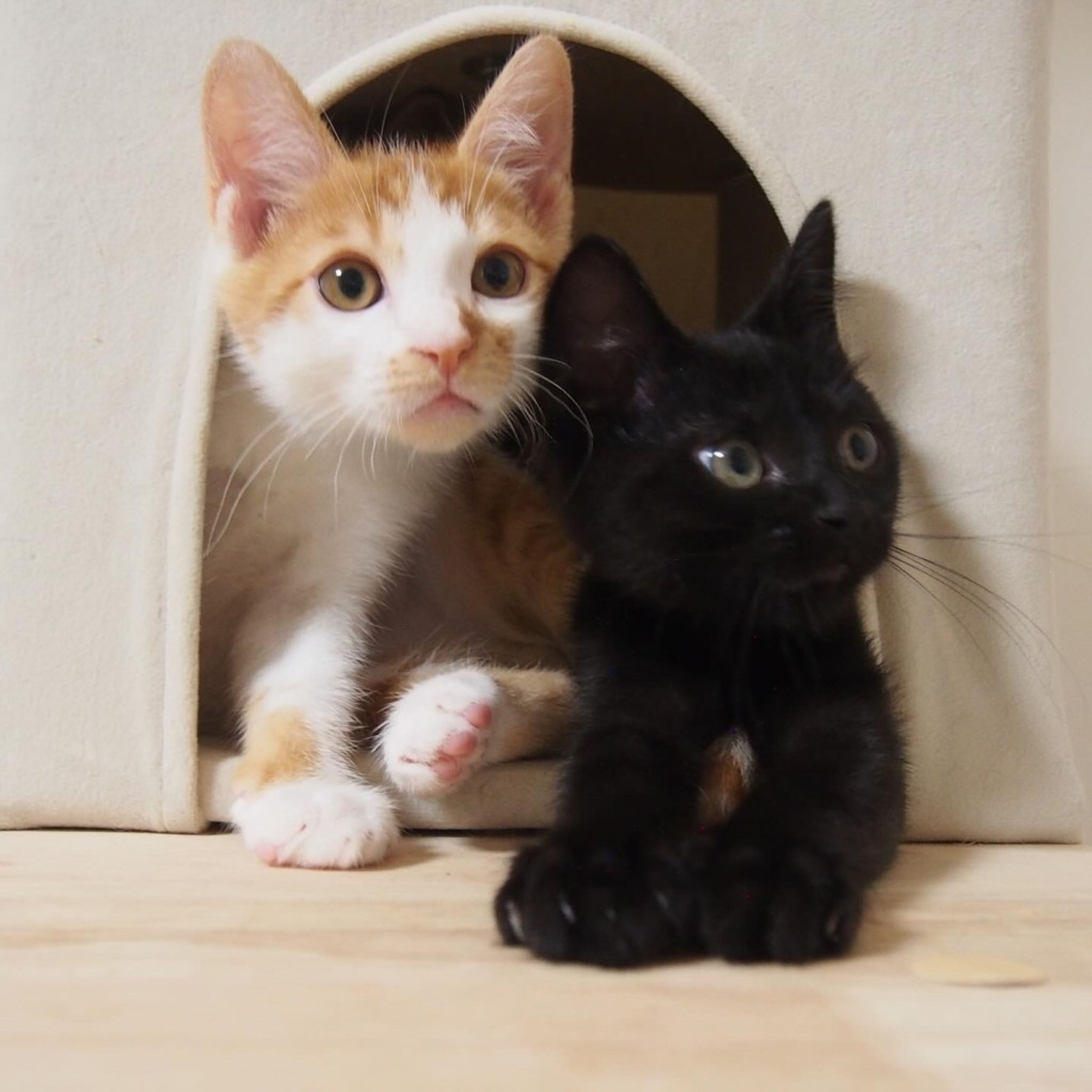 pet-image-9