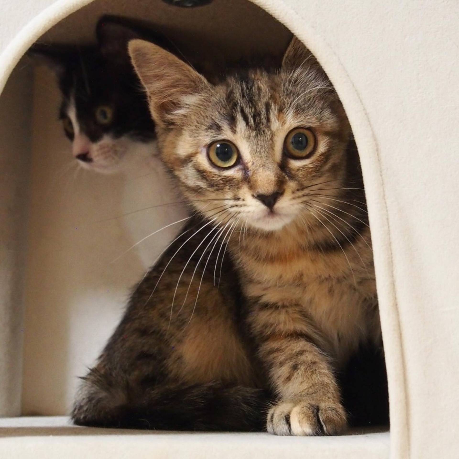 雑種（ミックス猫）・メスの里親募集の写真