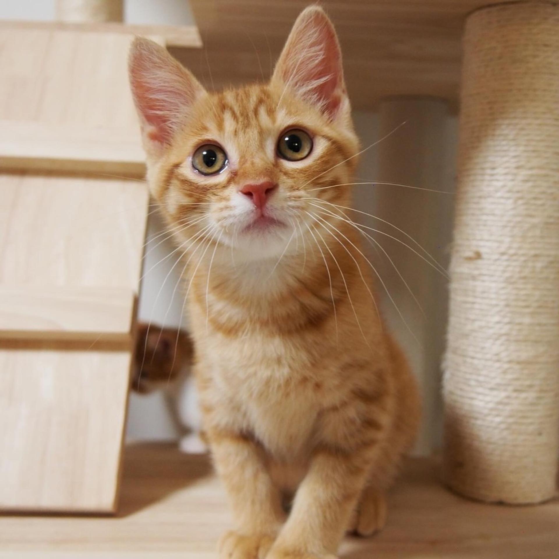 pet-image-6