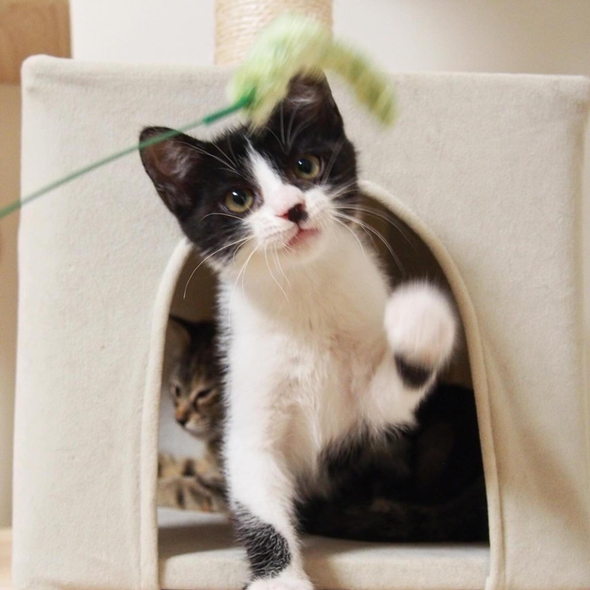 pet-image-7