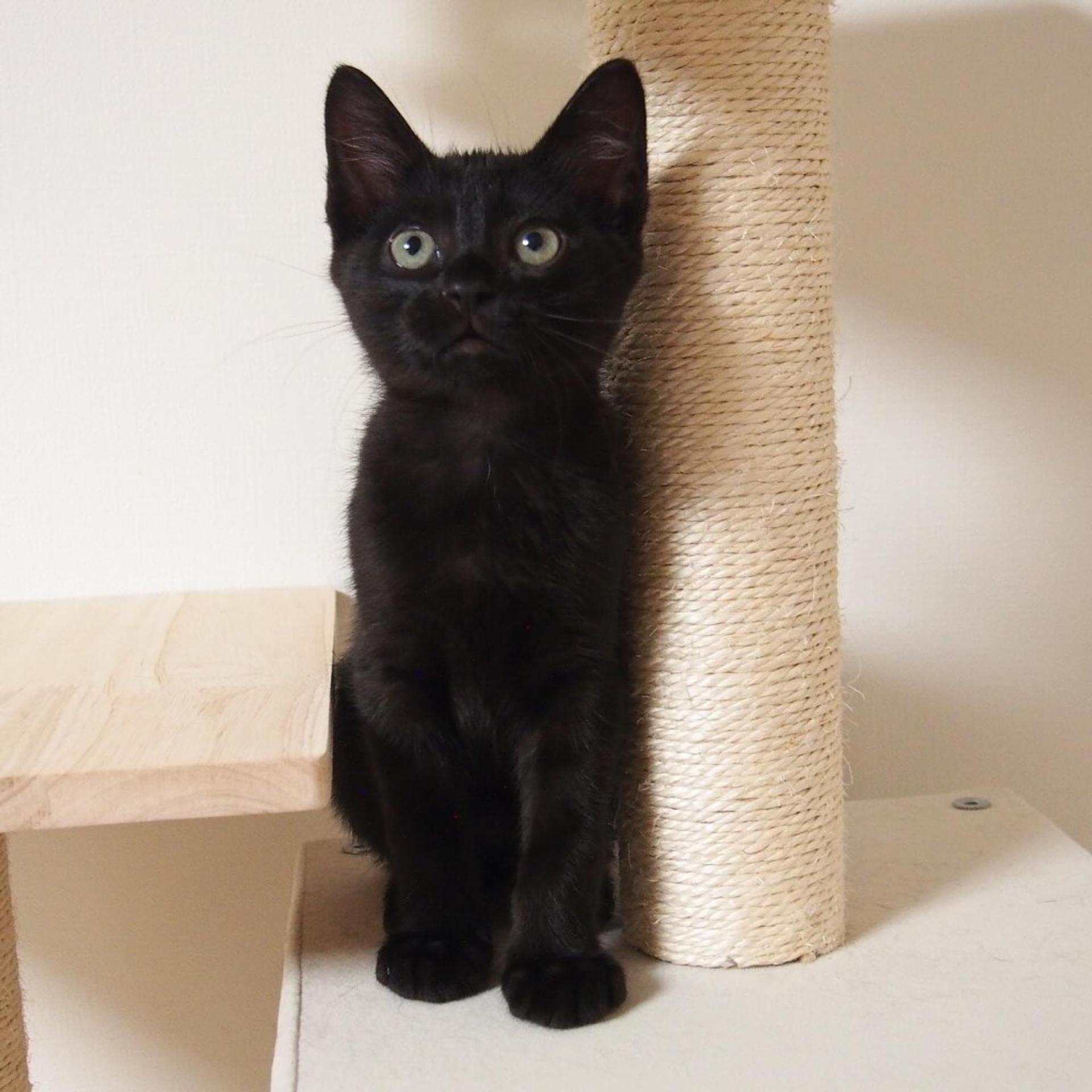 pet-image-8