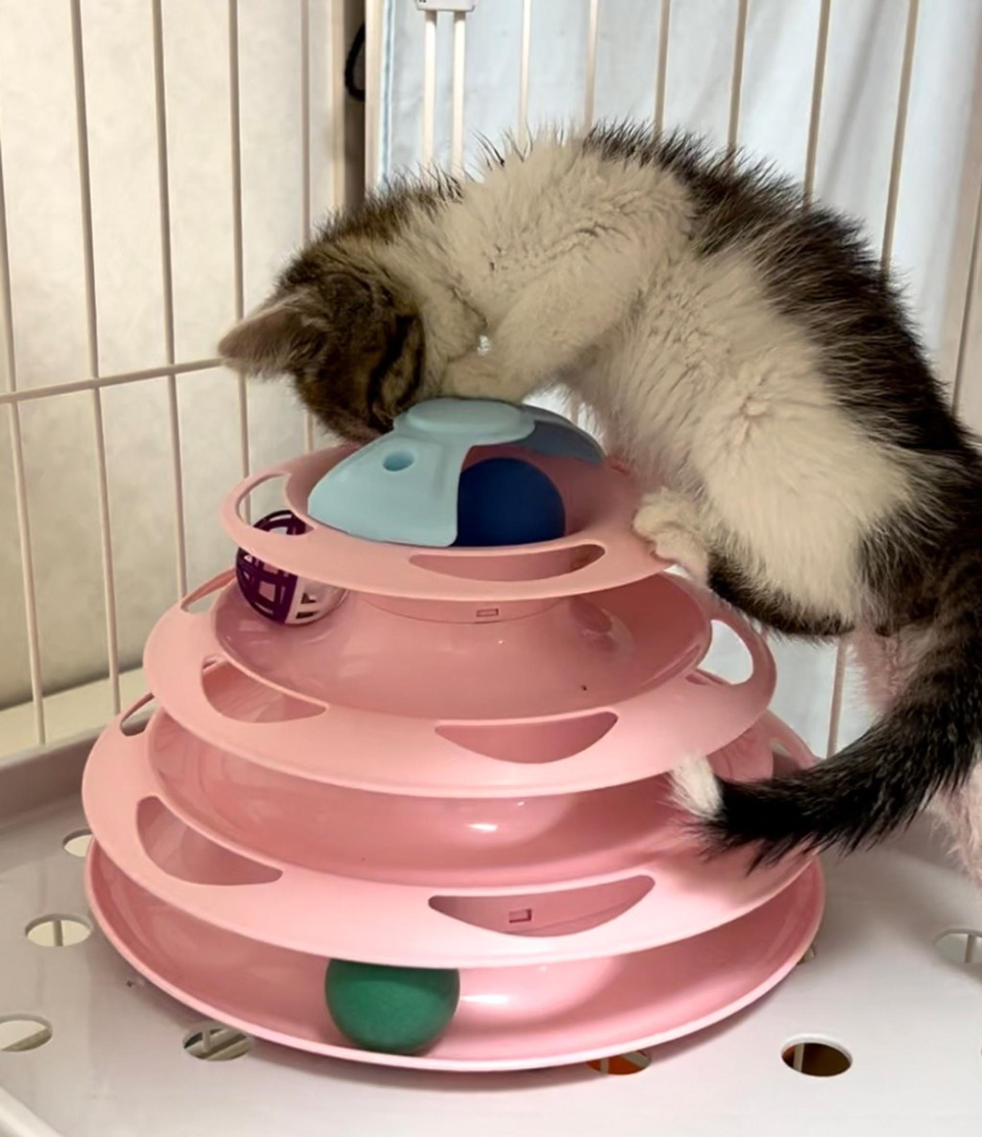 pet-image-4