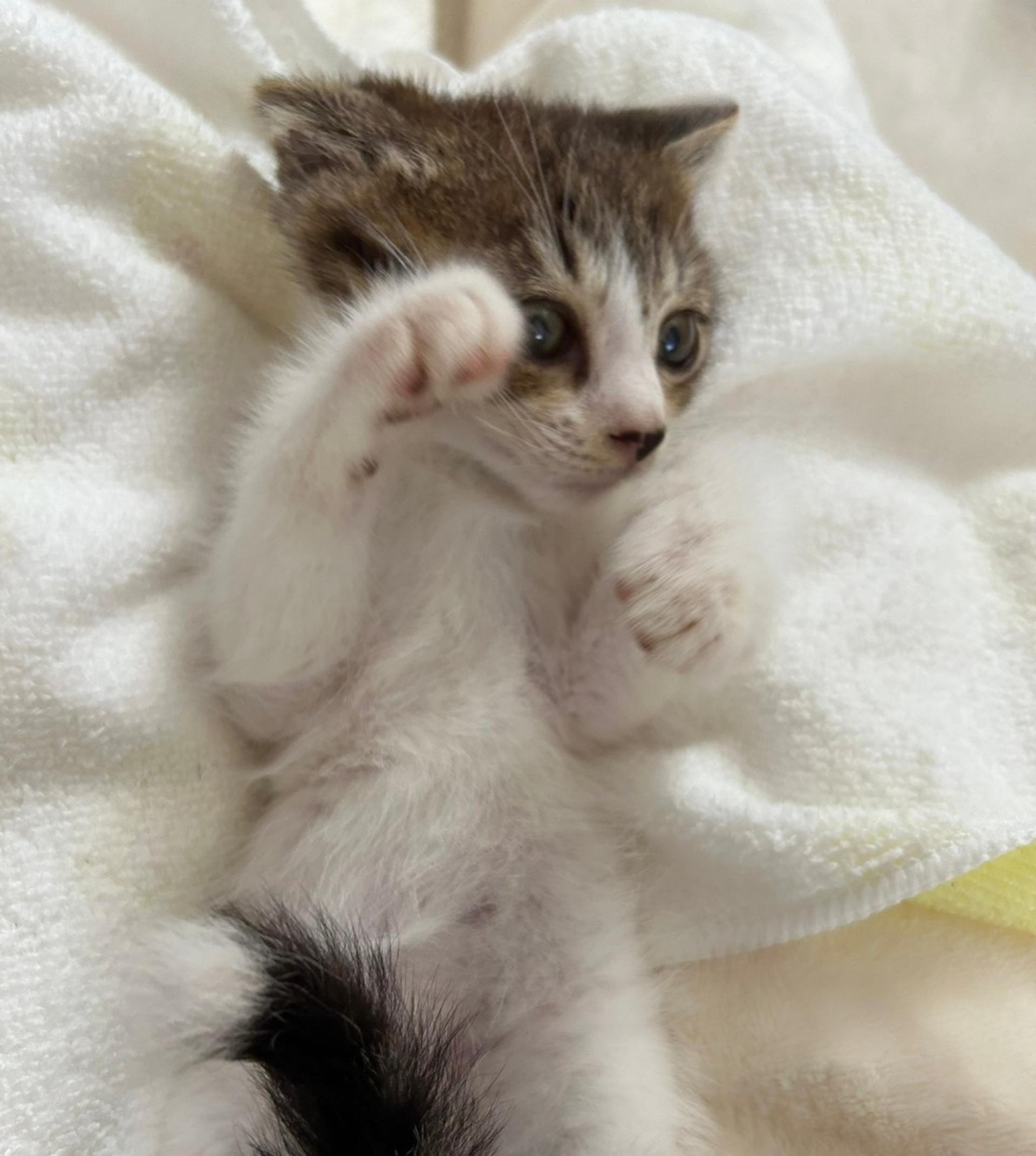 pet-image-5