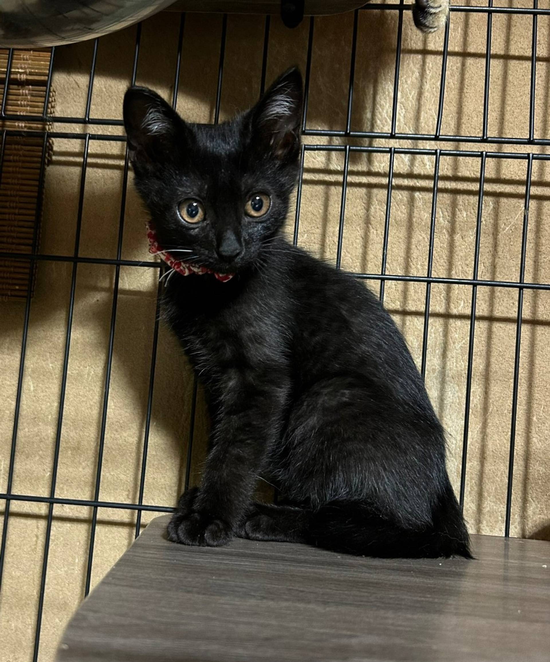 雑種（ミックス猫）・メスの里親募集の写真
