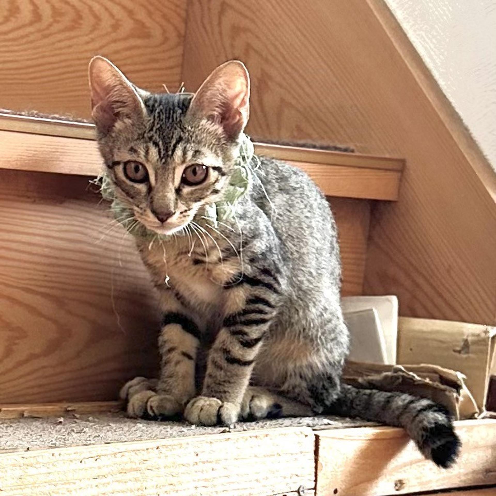 pet-image-3