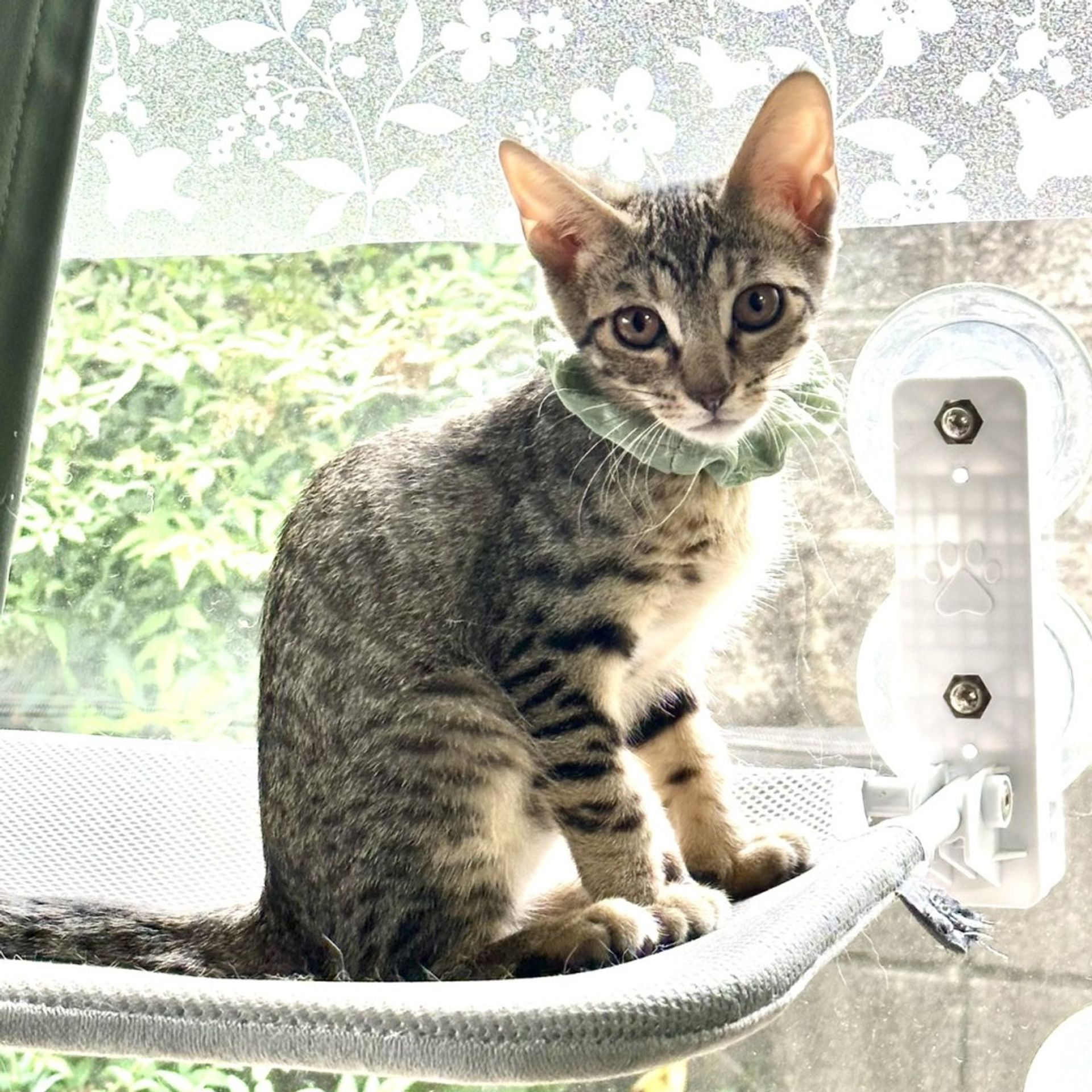 雑種（ミックス猫）・オスの里親募集の写真