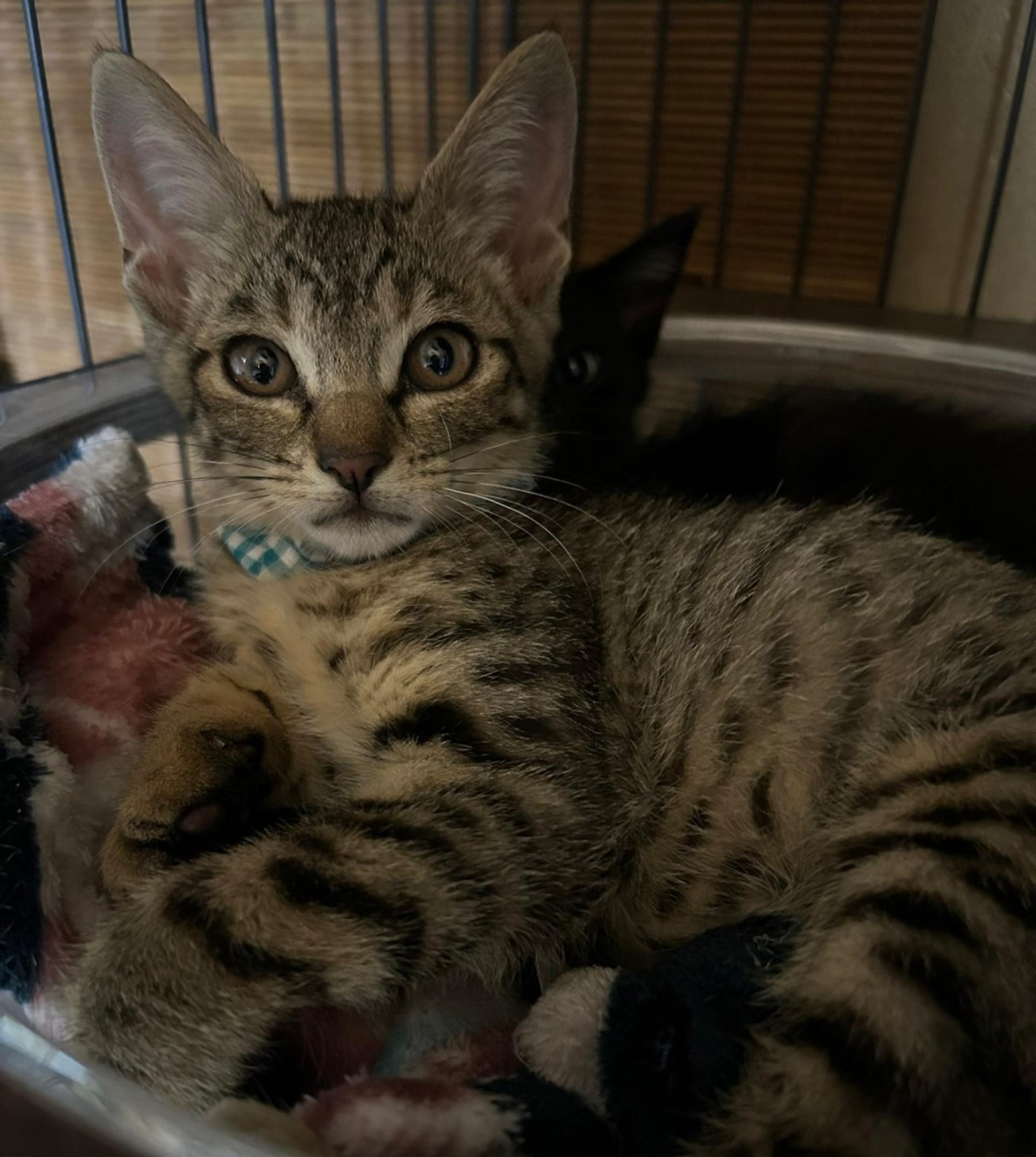 pet-image-7