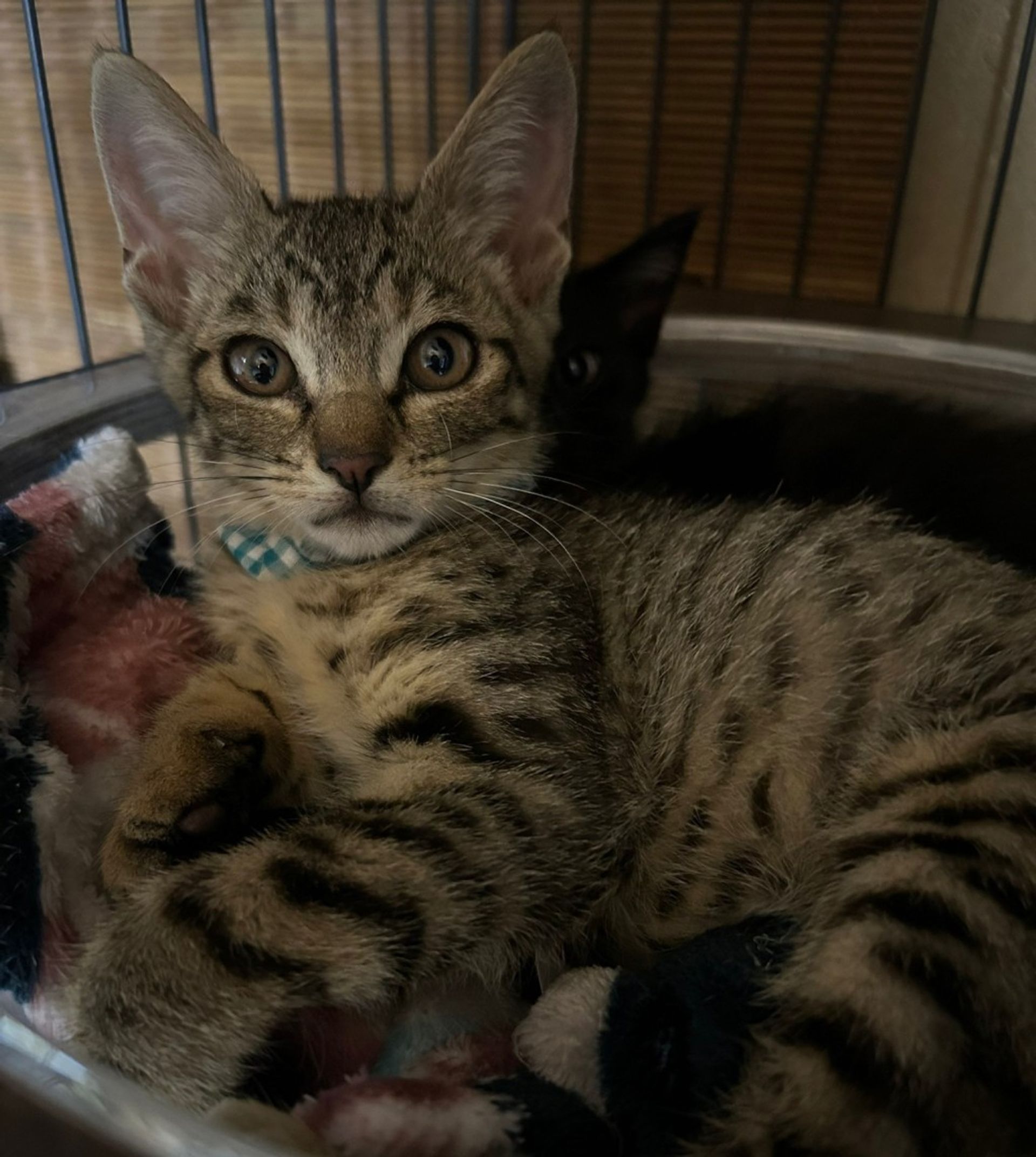thumbnail-7