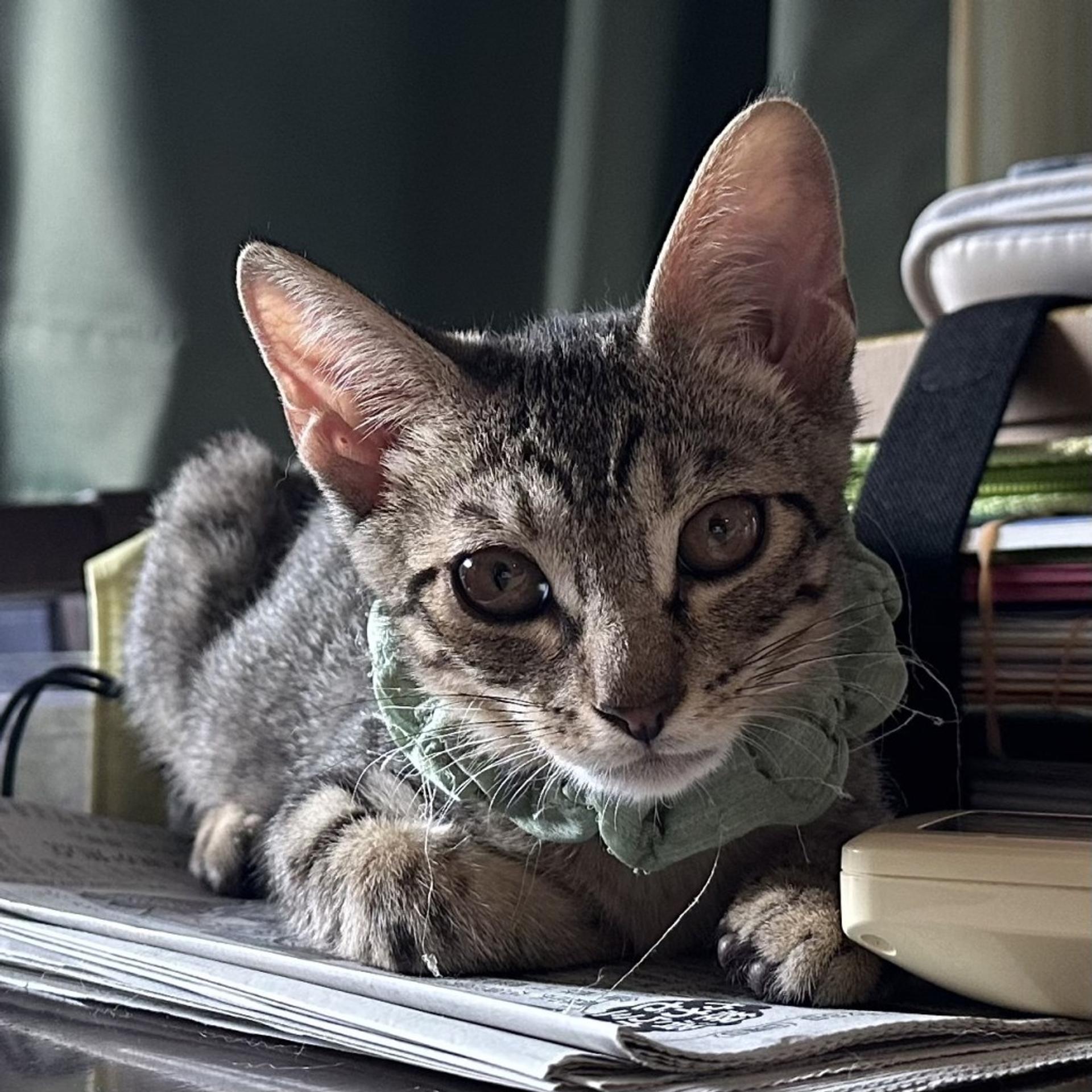 pet-image-4