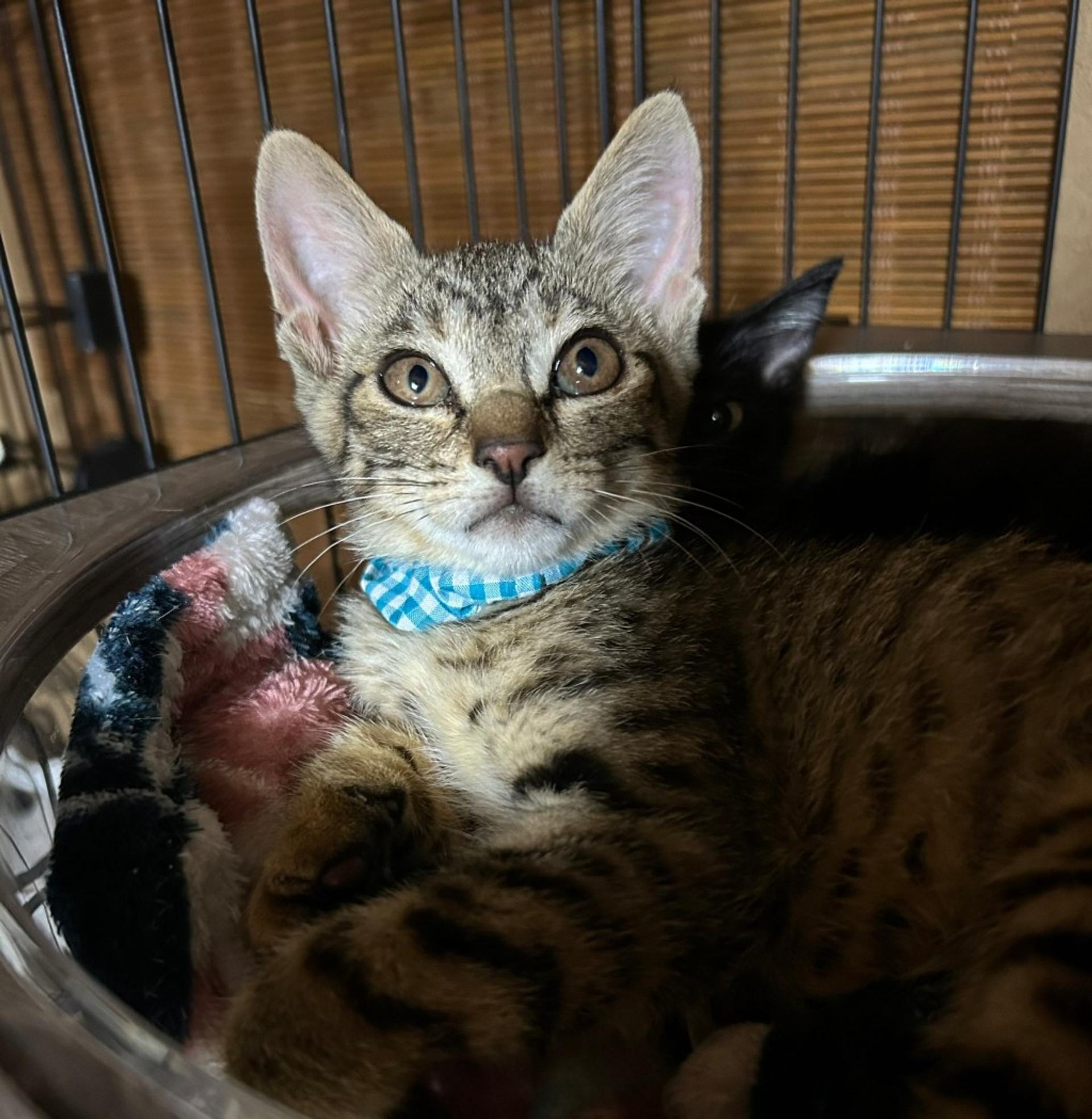 pet-image-5