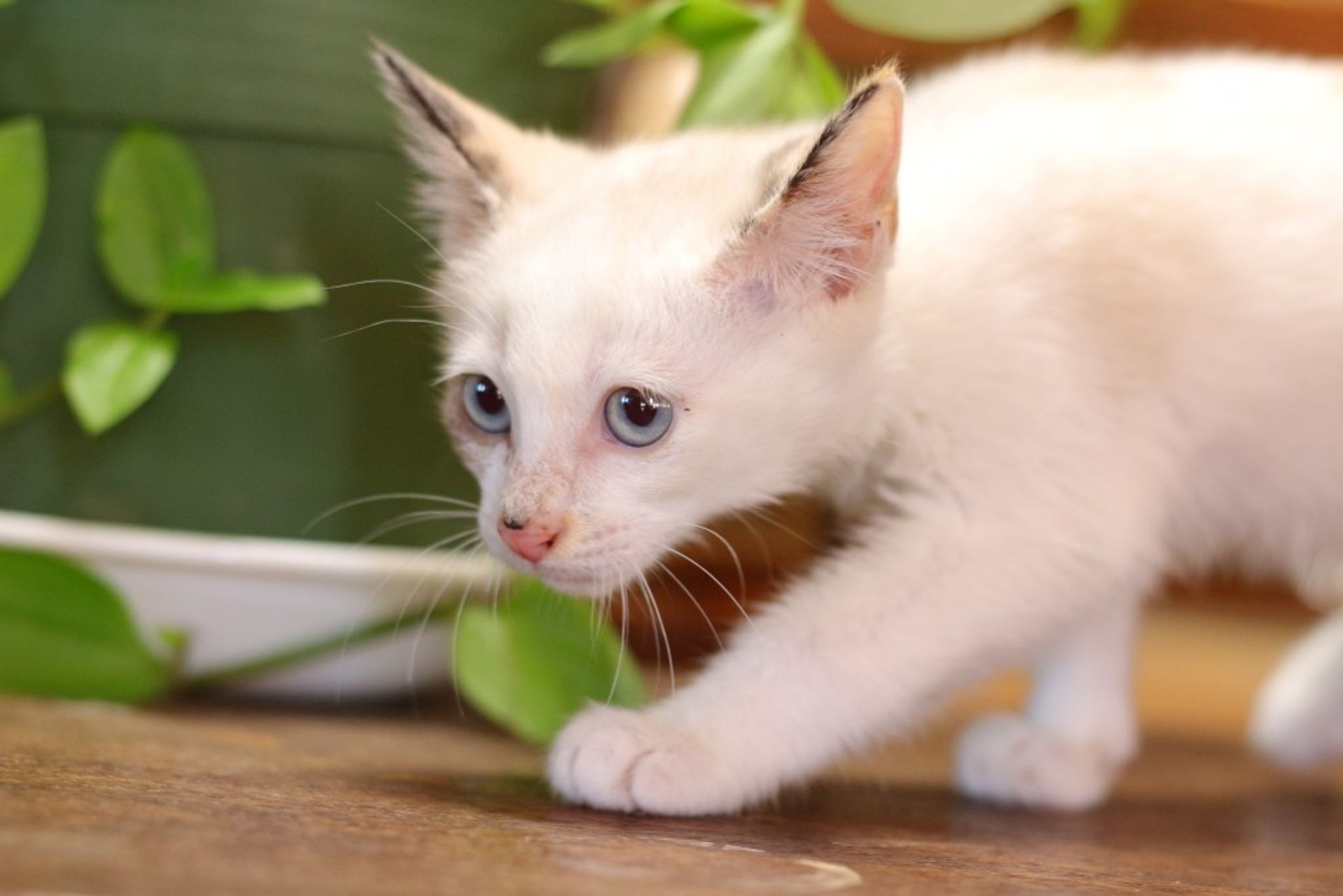 雑種（ミックス猫）・メスの里親募集の写真