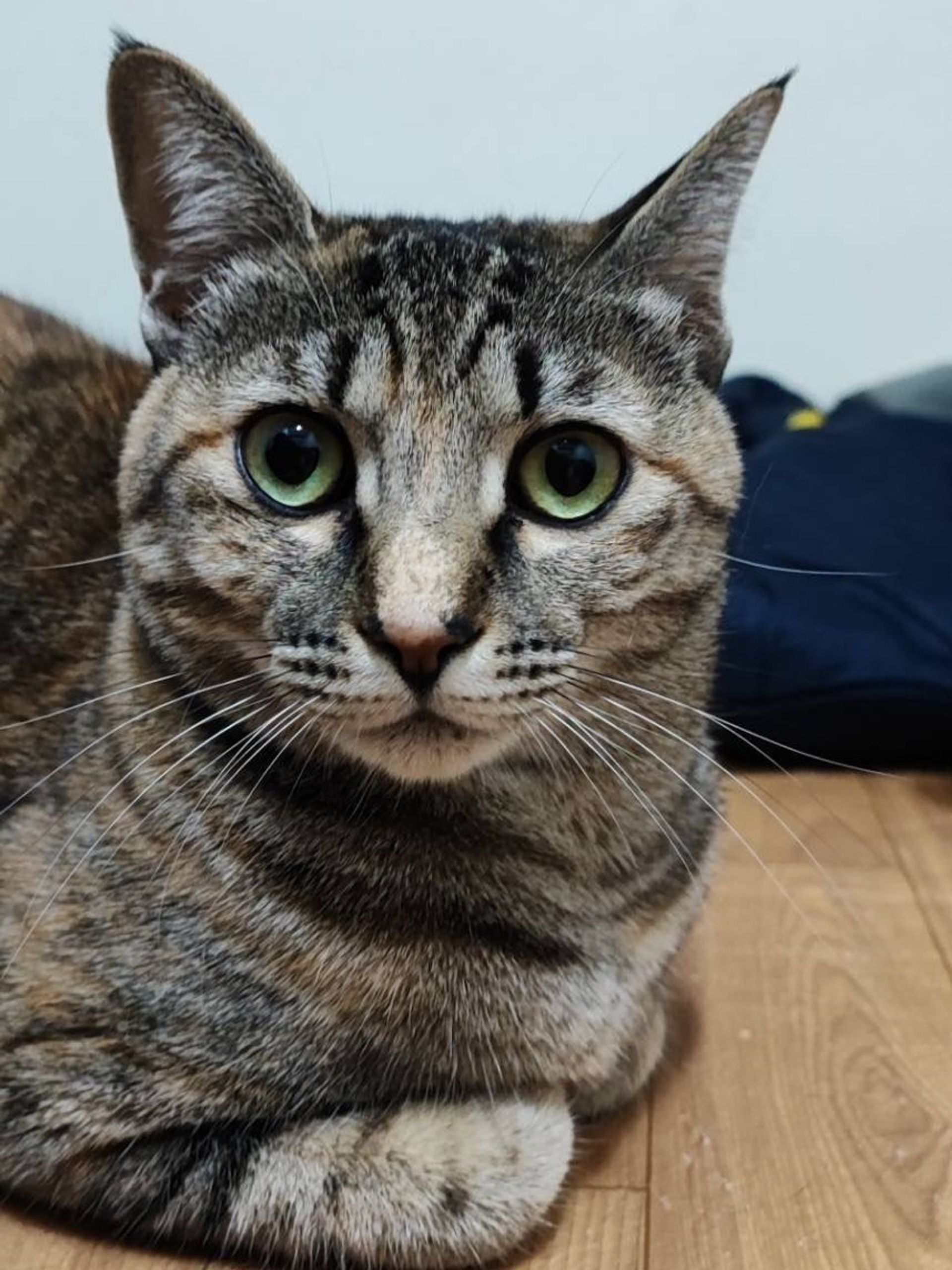 雑種（ミックス猫）・メスの里親募集の写真