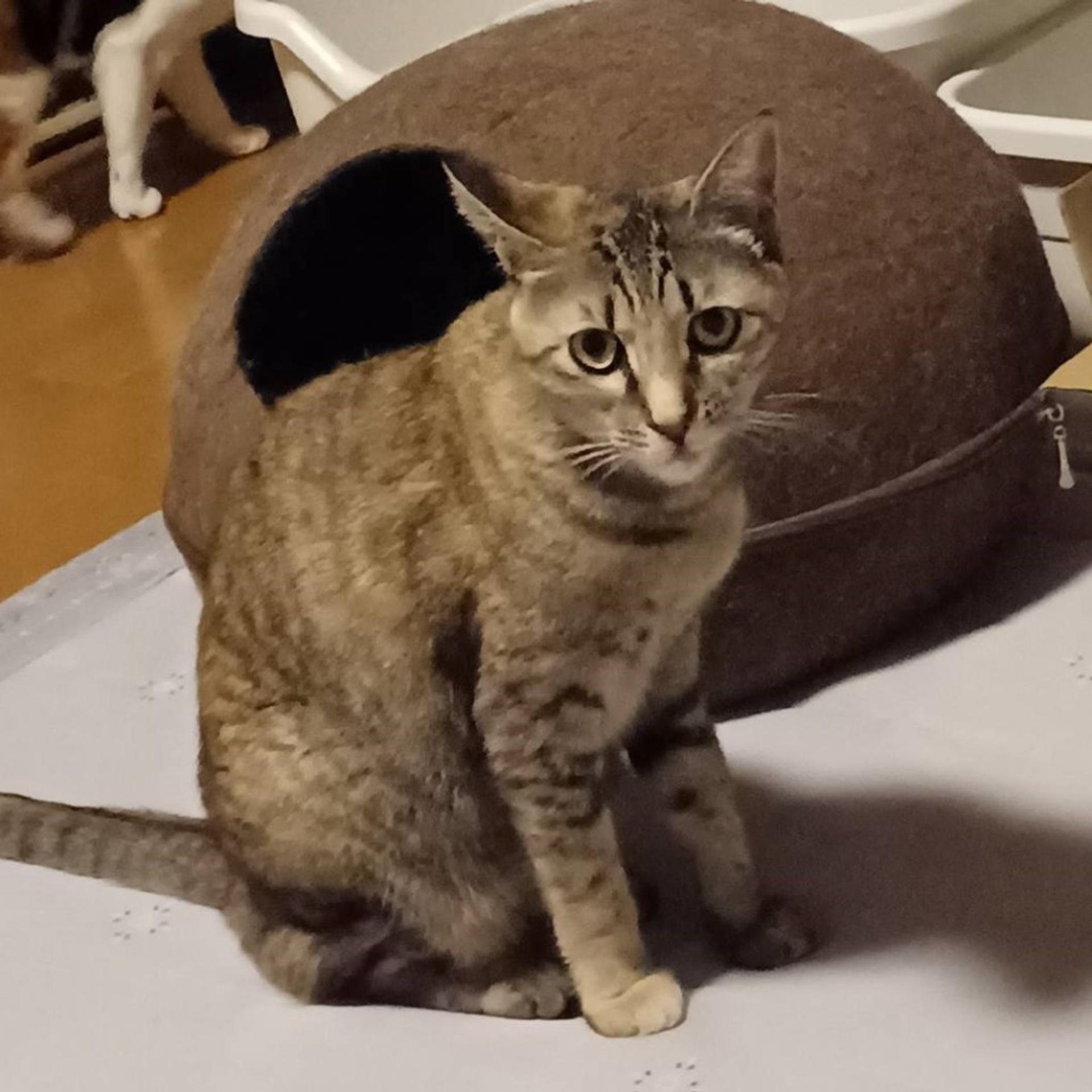 pet-image-2