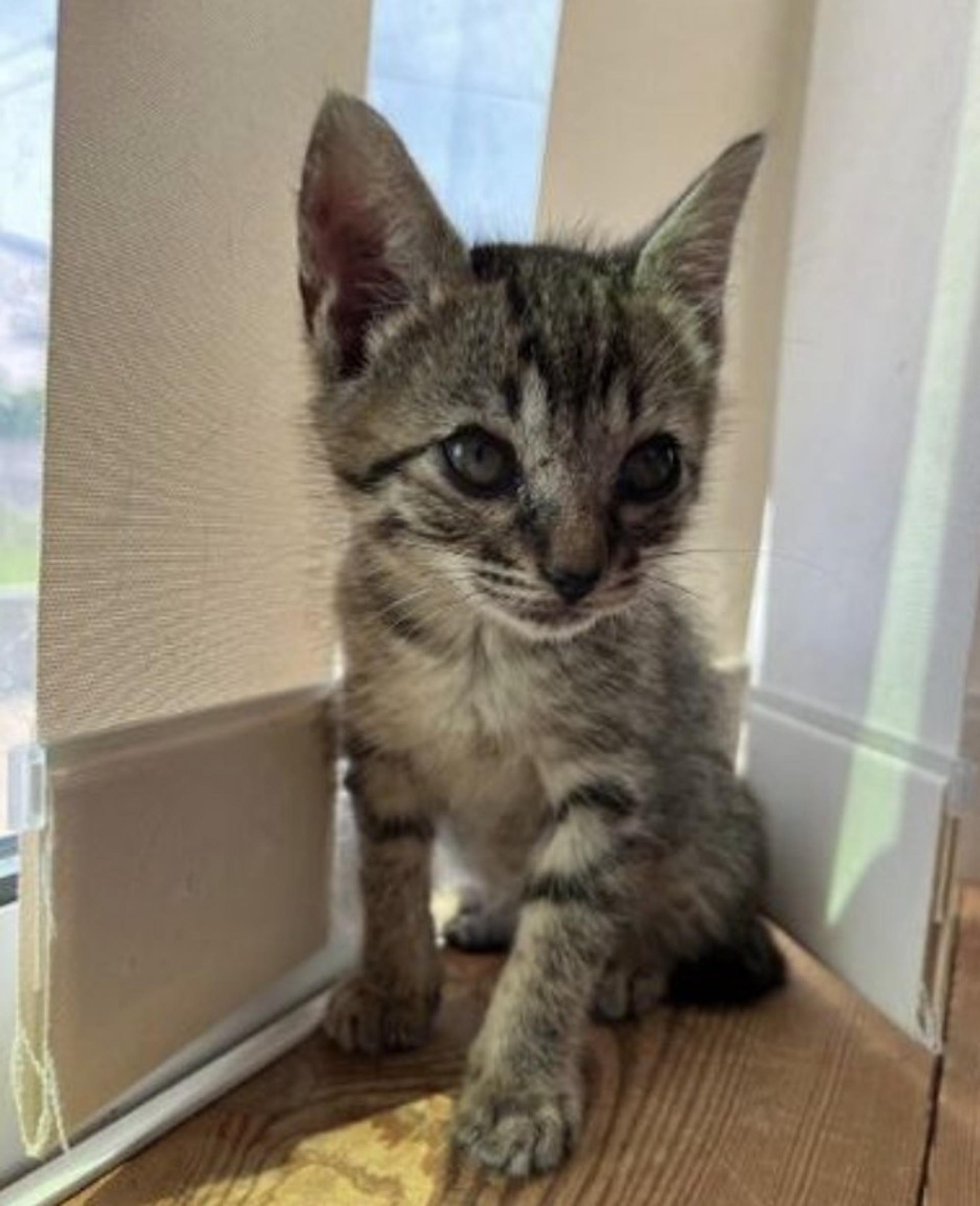 pet-image-2
