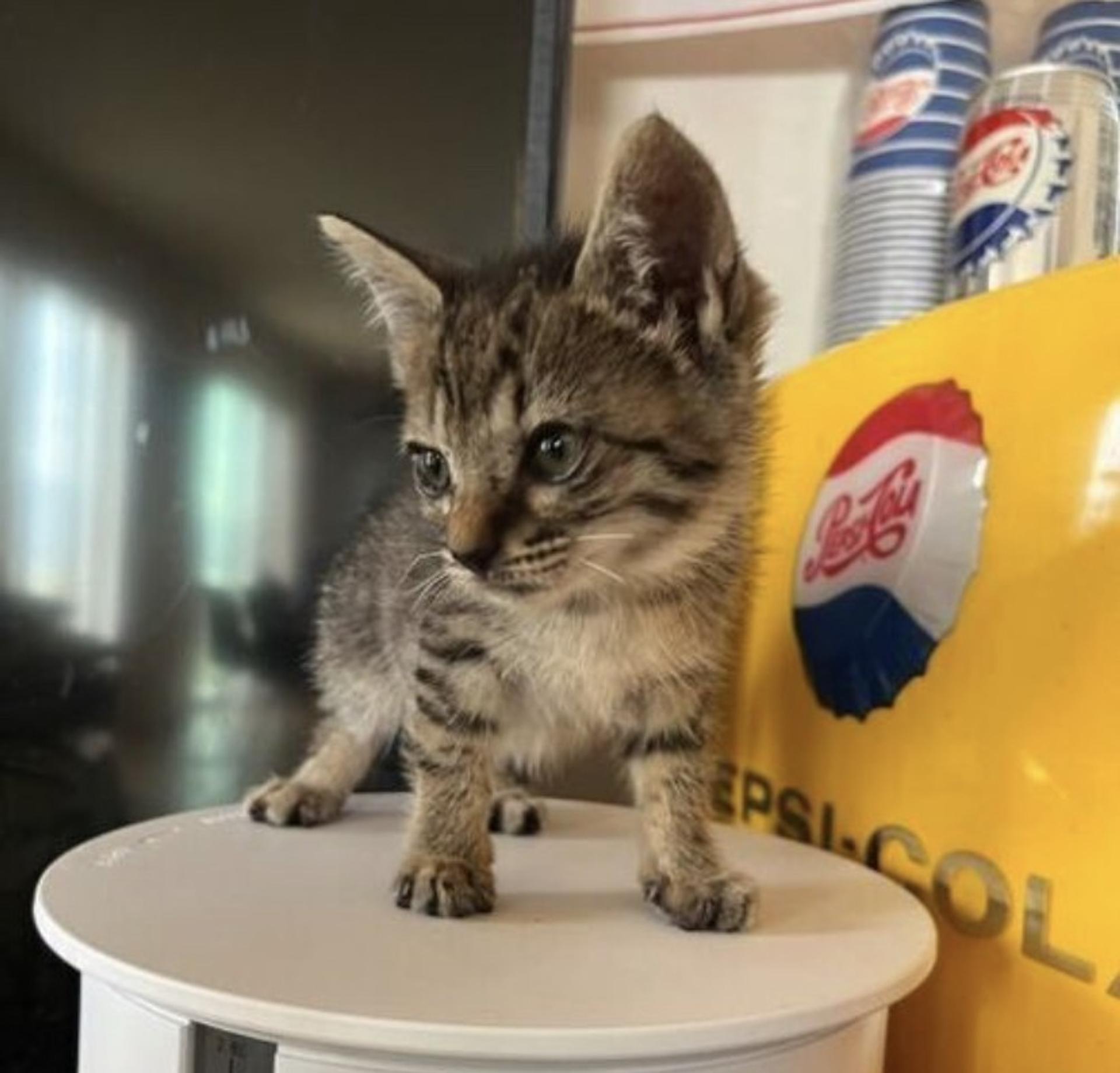 pet-image-3