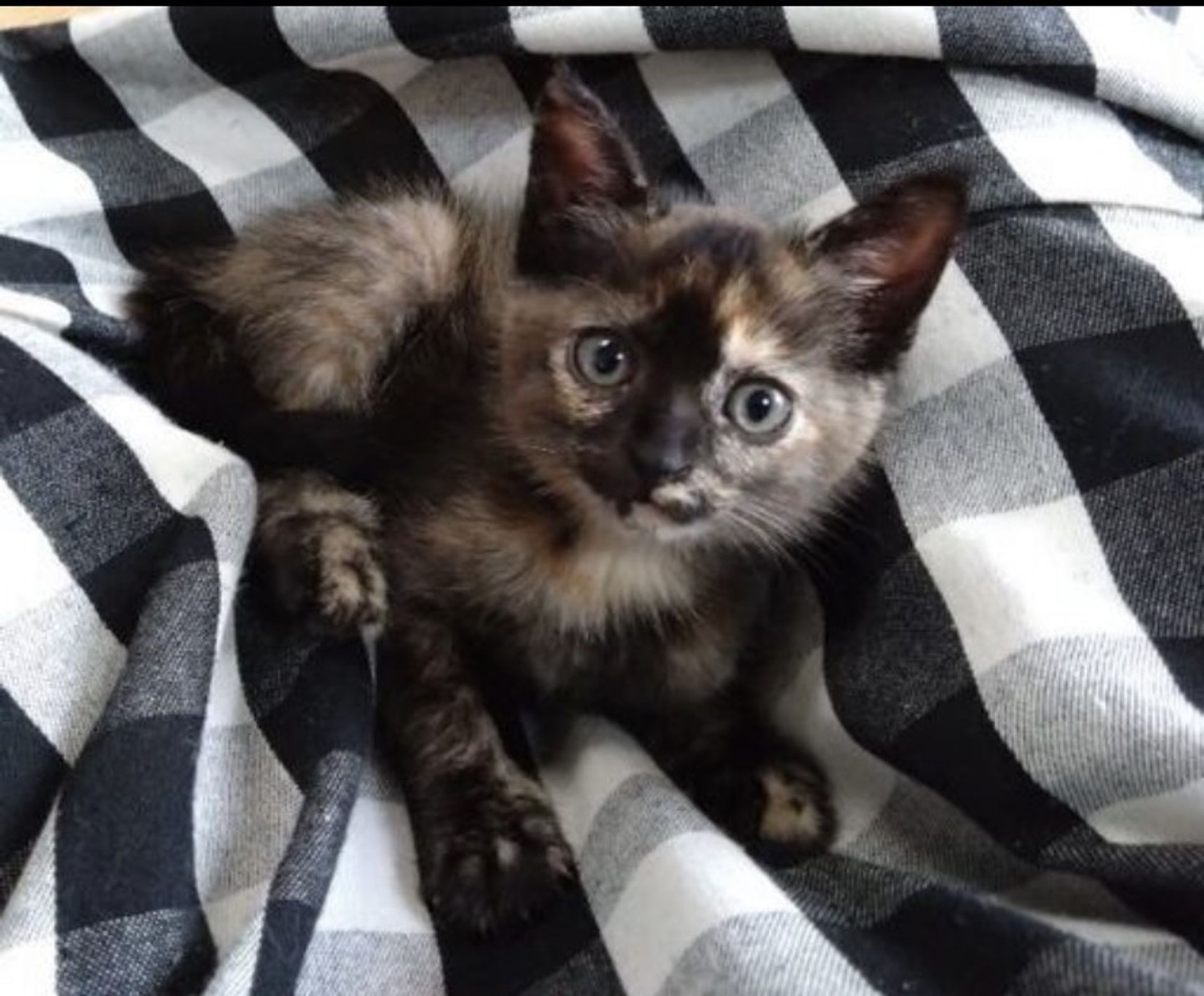 雑種（ミックス猫）・メスの里親募集の写真