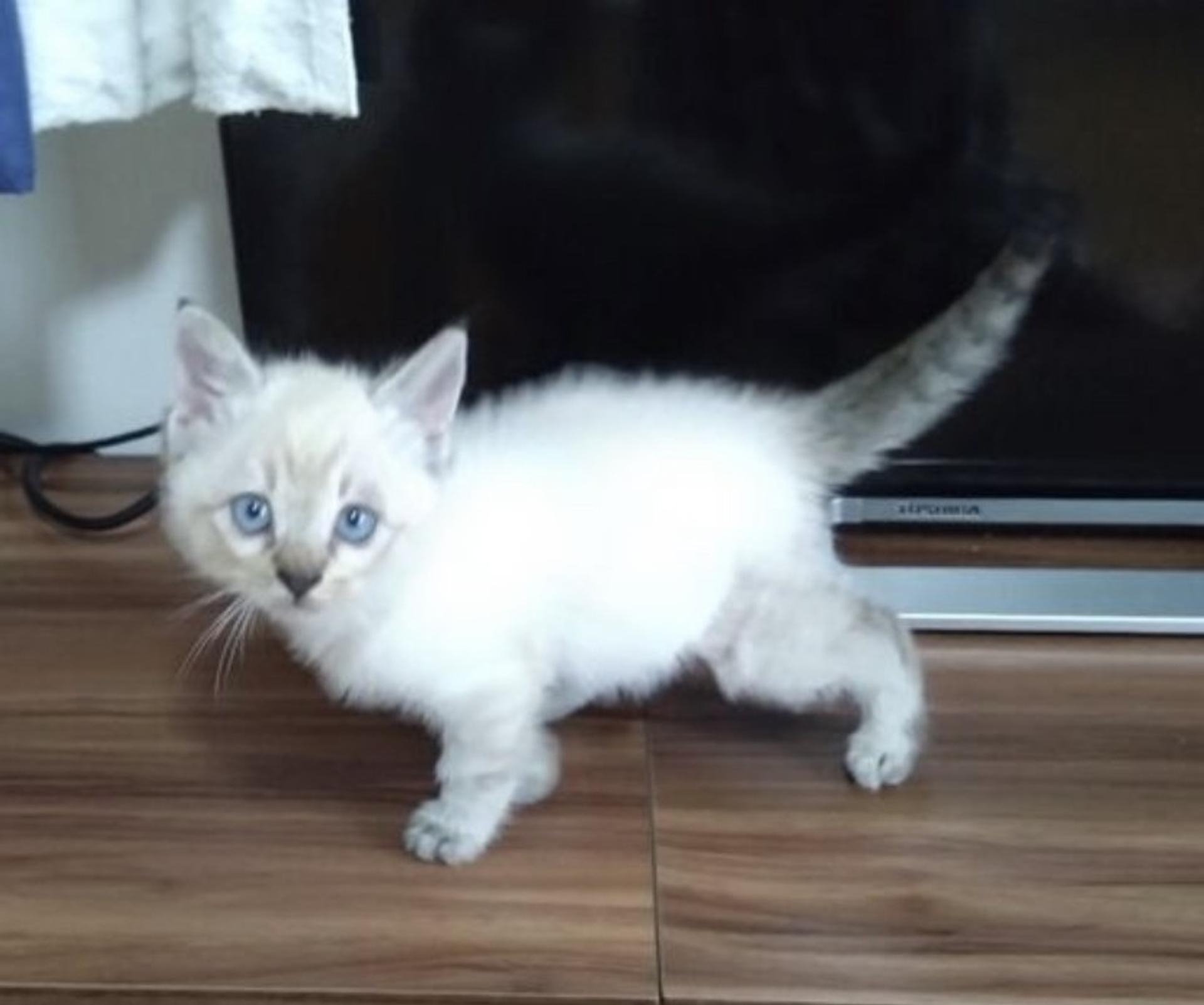 pet-image-5