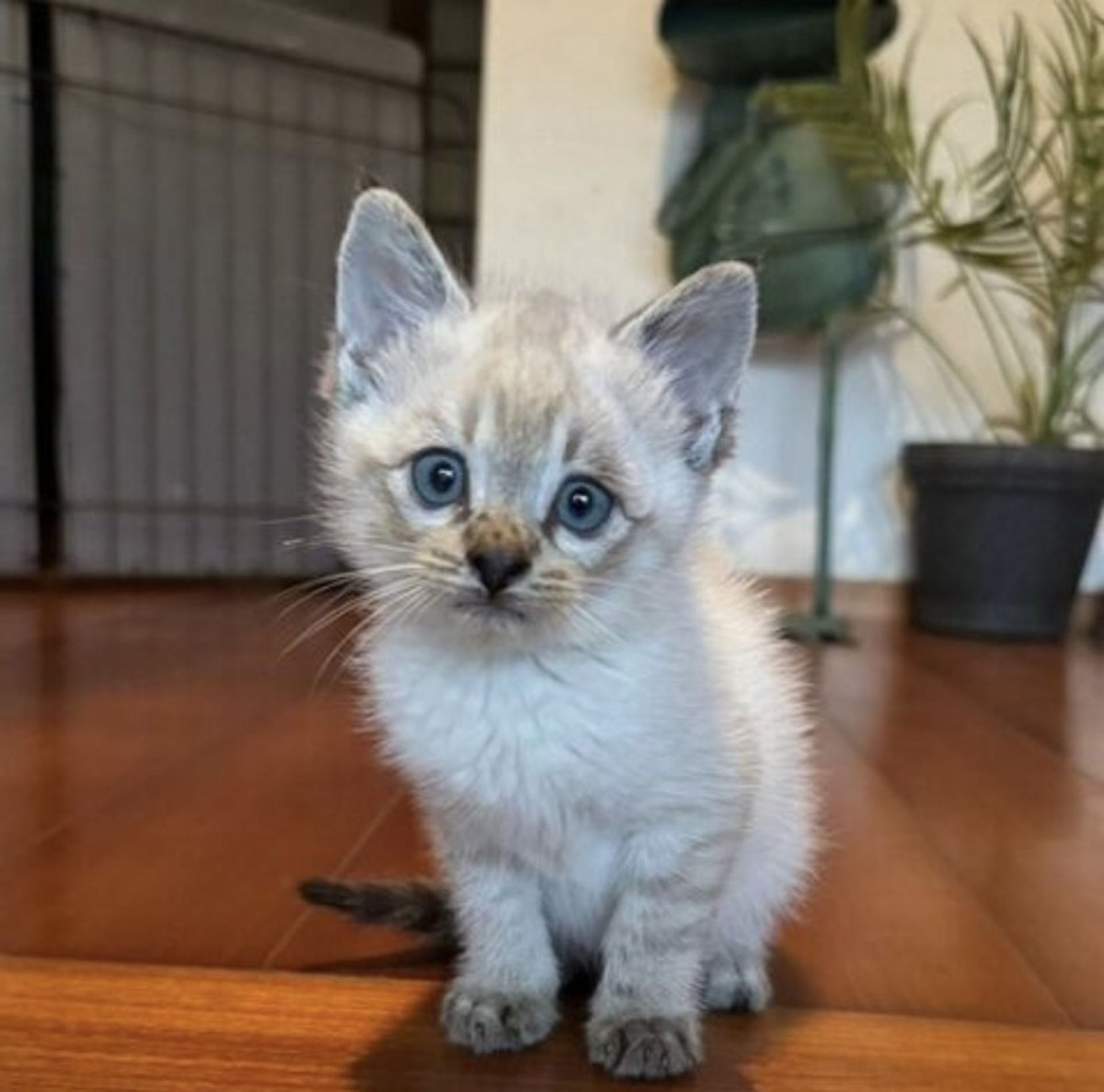 雑種（ミックス猫）・オスの里親募集の写真