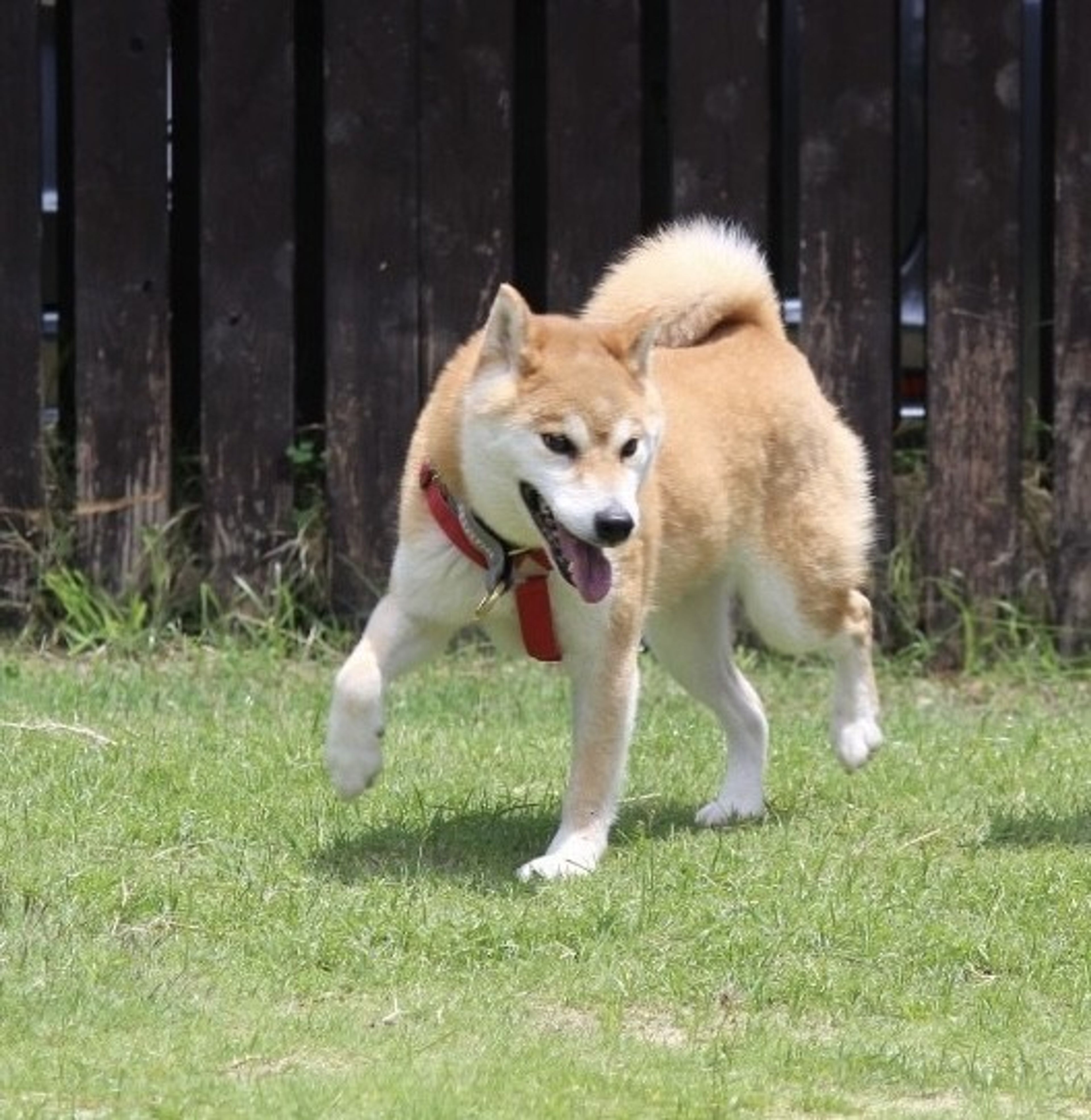 image-2