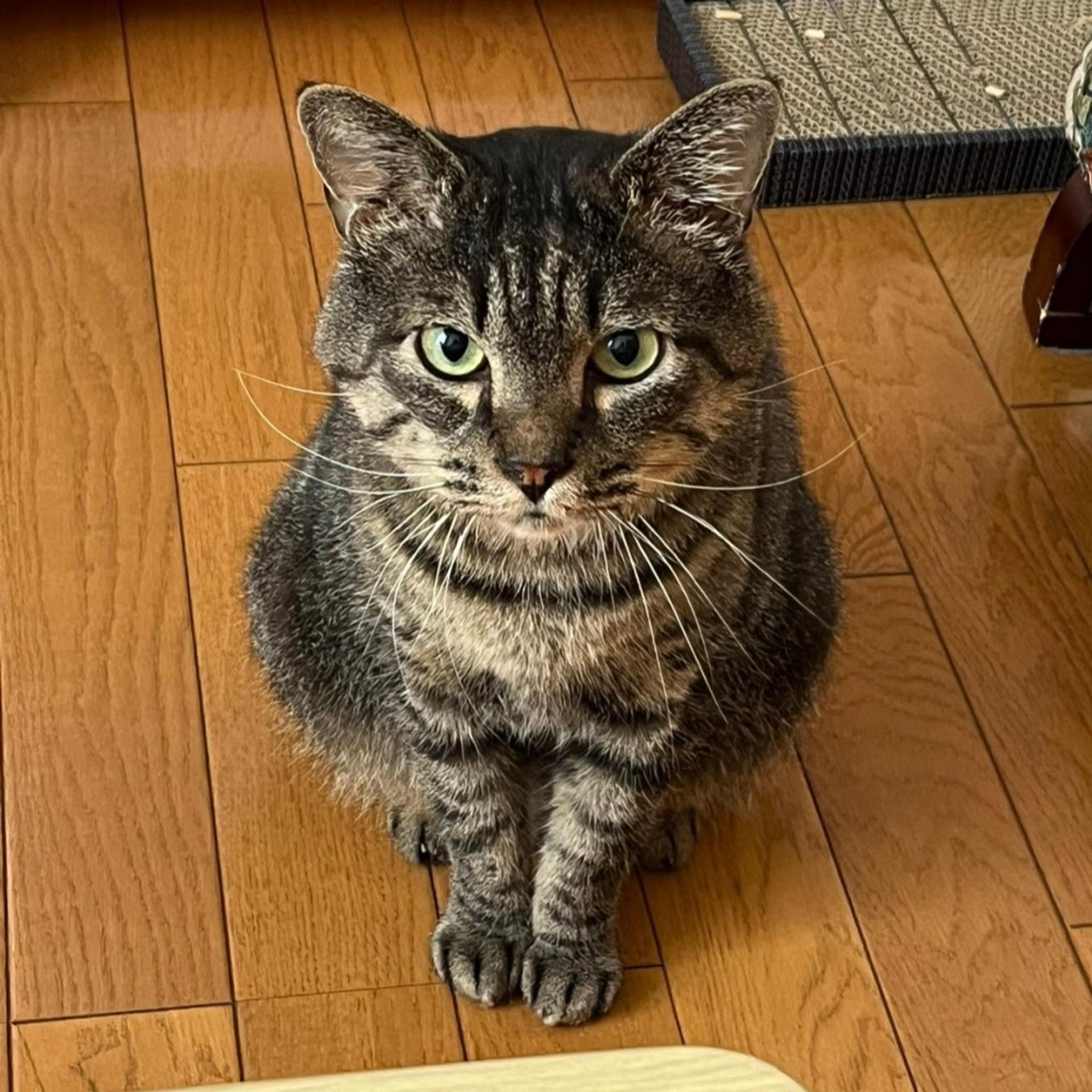 pet-image-7