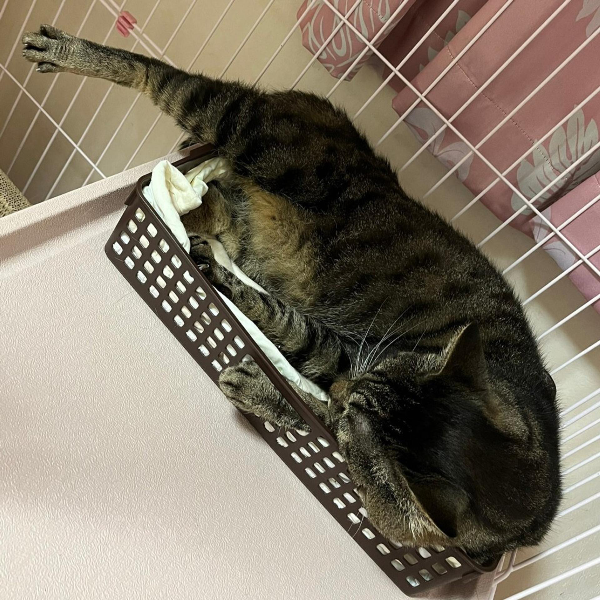 pet-image-8