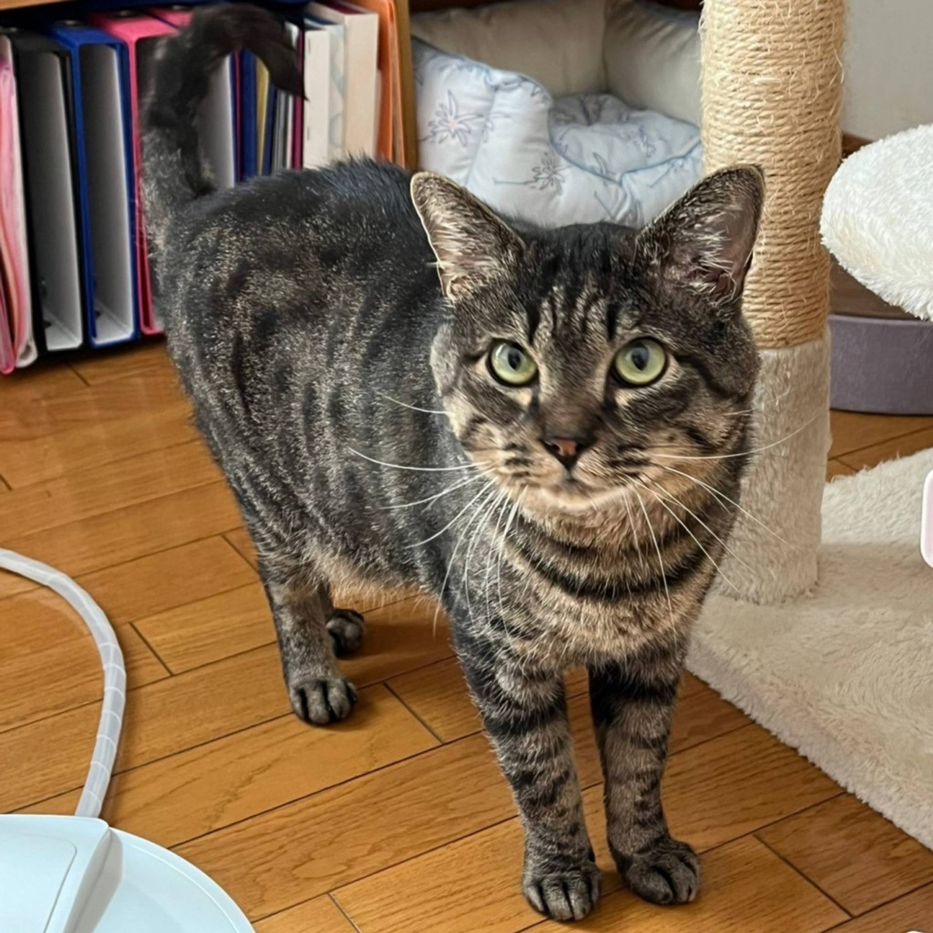 雑種（ミックス猫）・オスの里親募集の写真