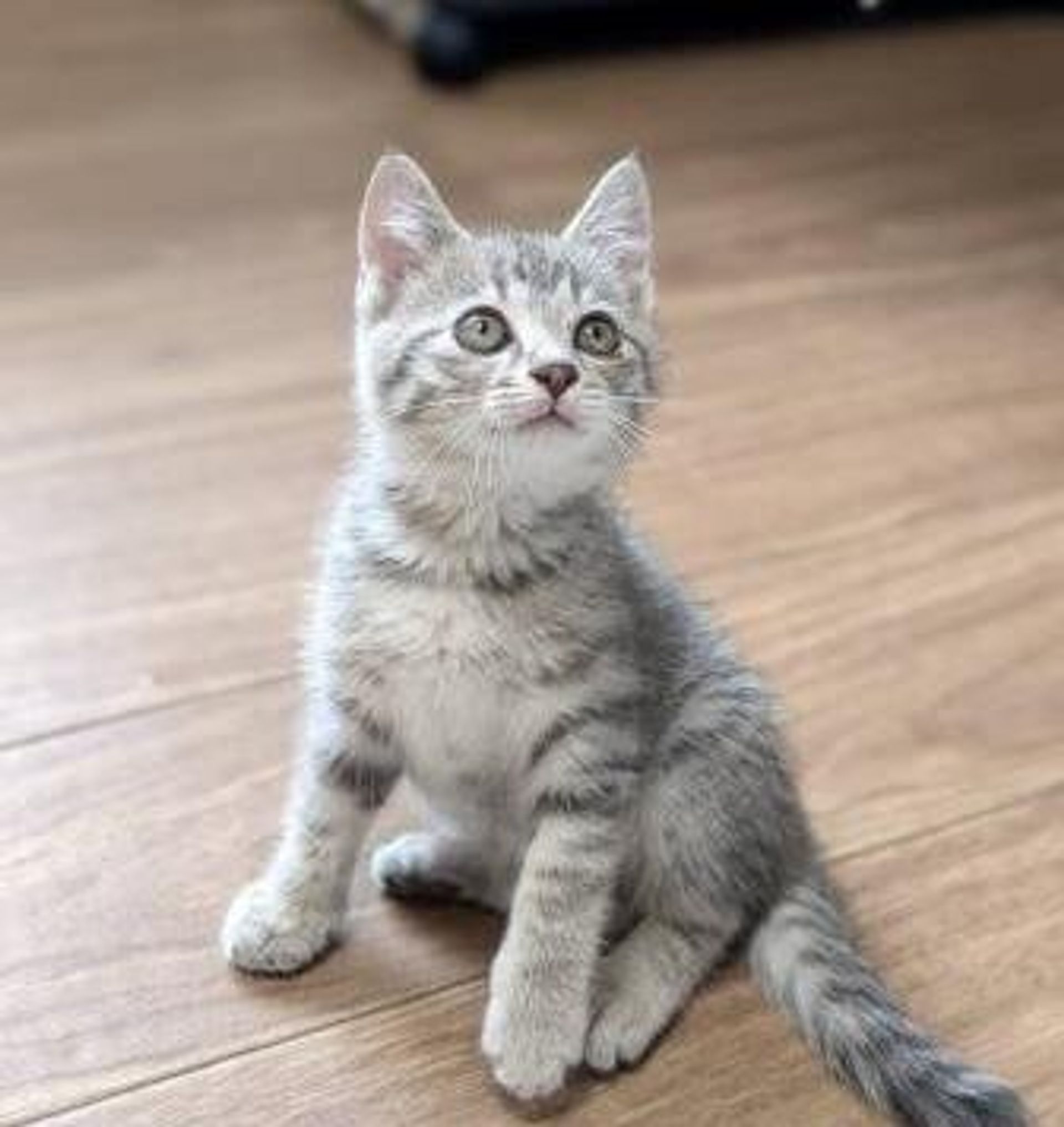 雑種（ミックス猫）・オスの里親募集の写真