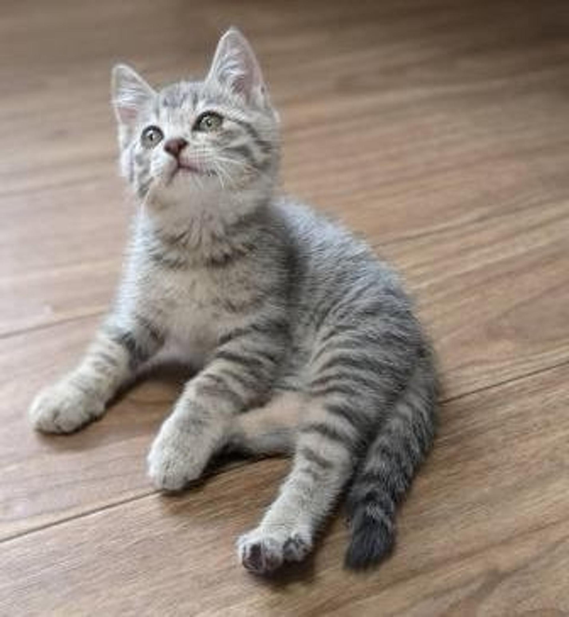 pet-image-3