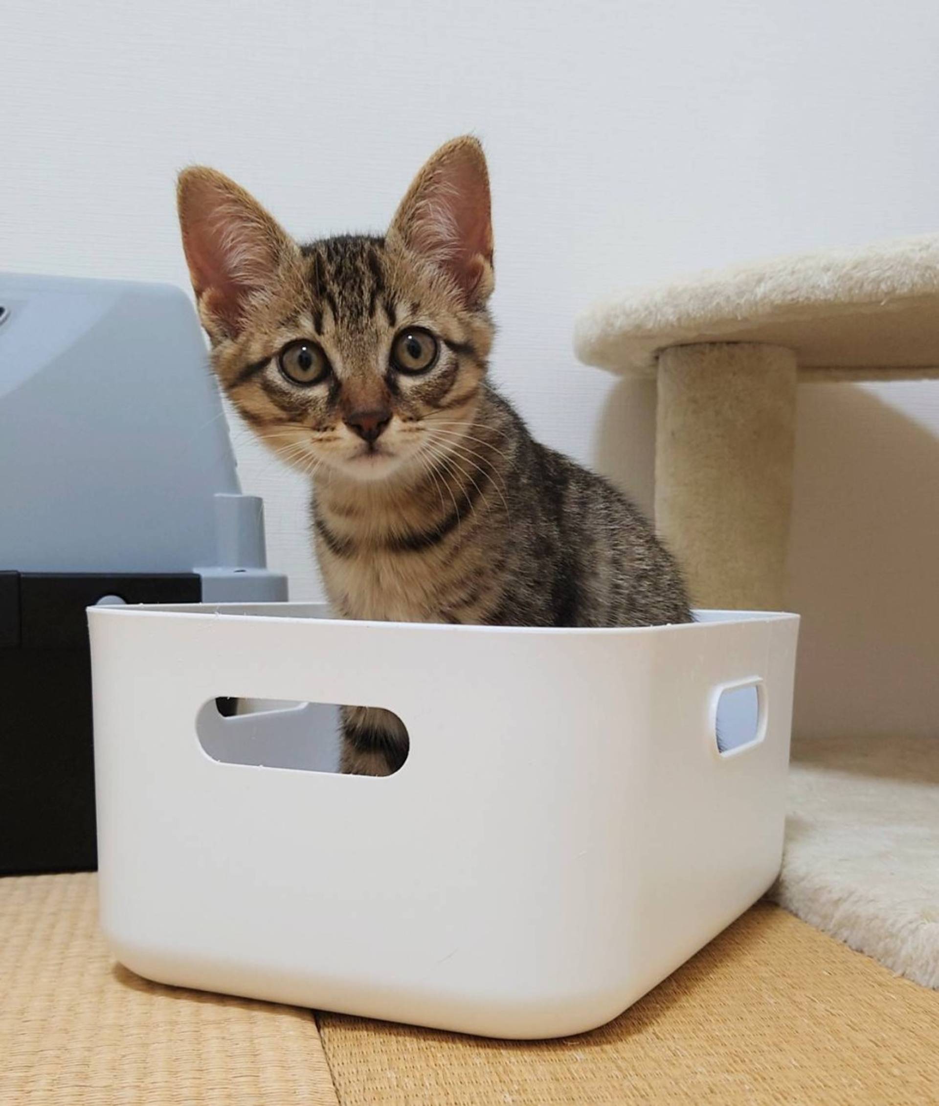 雑種（ミックス猫）・オスの里親募集の写真
