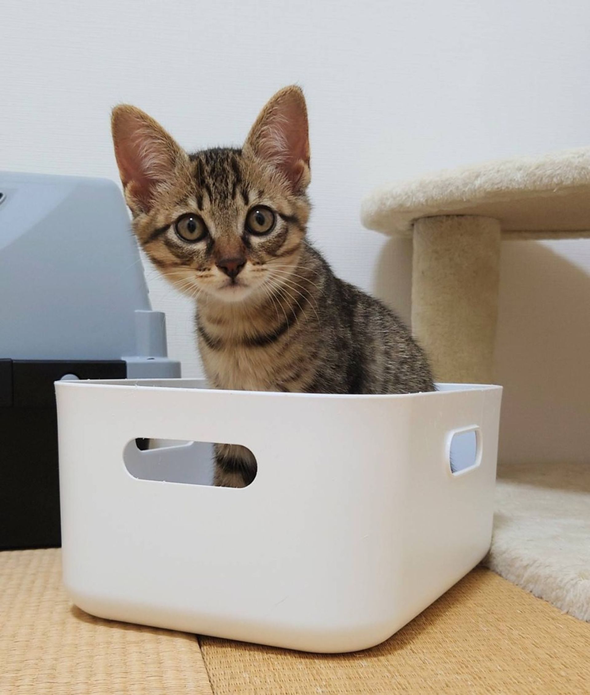 雑種（ミックス猫）・オスの里親募集の写真