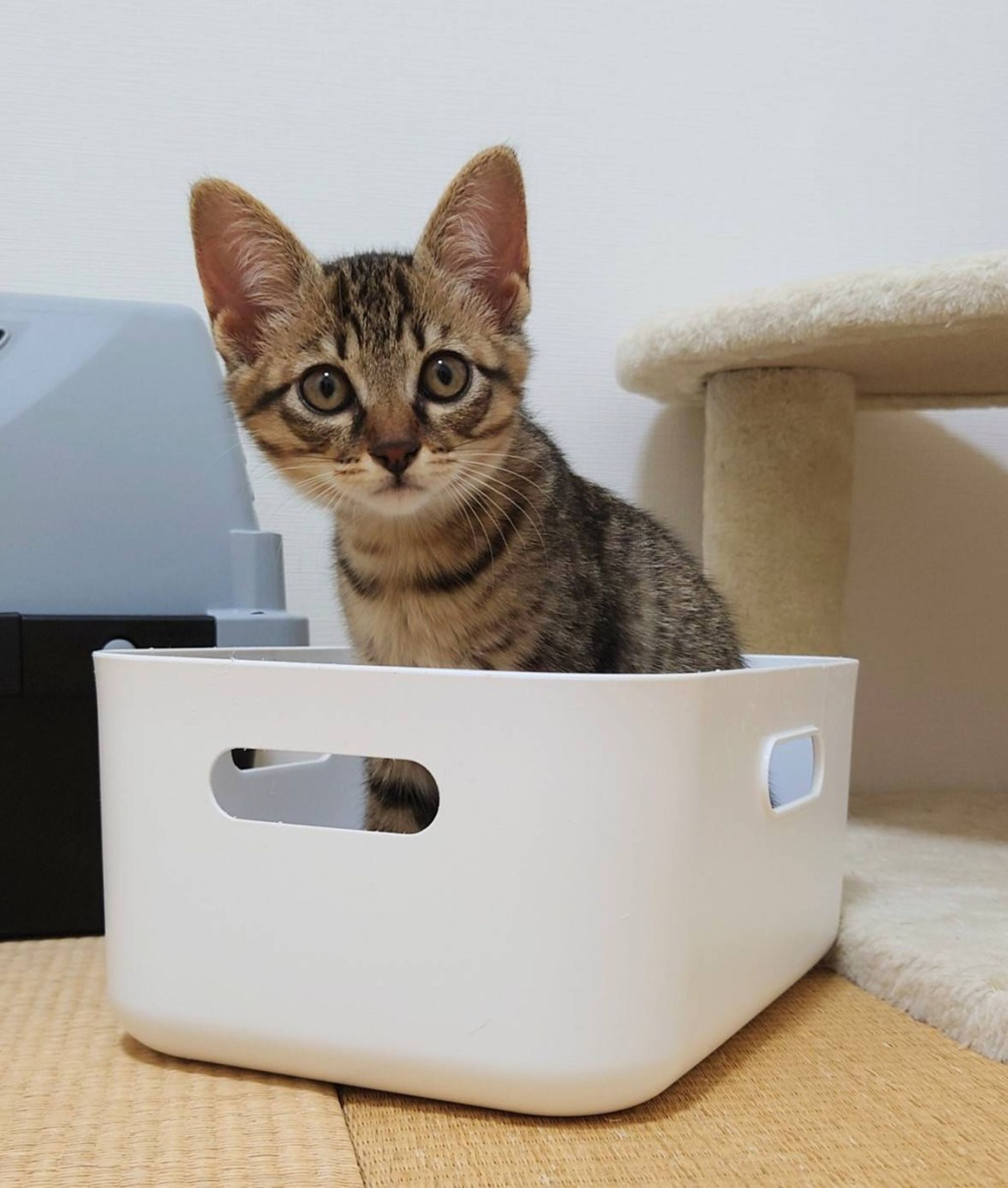 雑種（ミックス猫）・オスの里親募集の写真