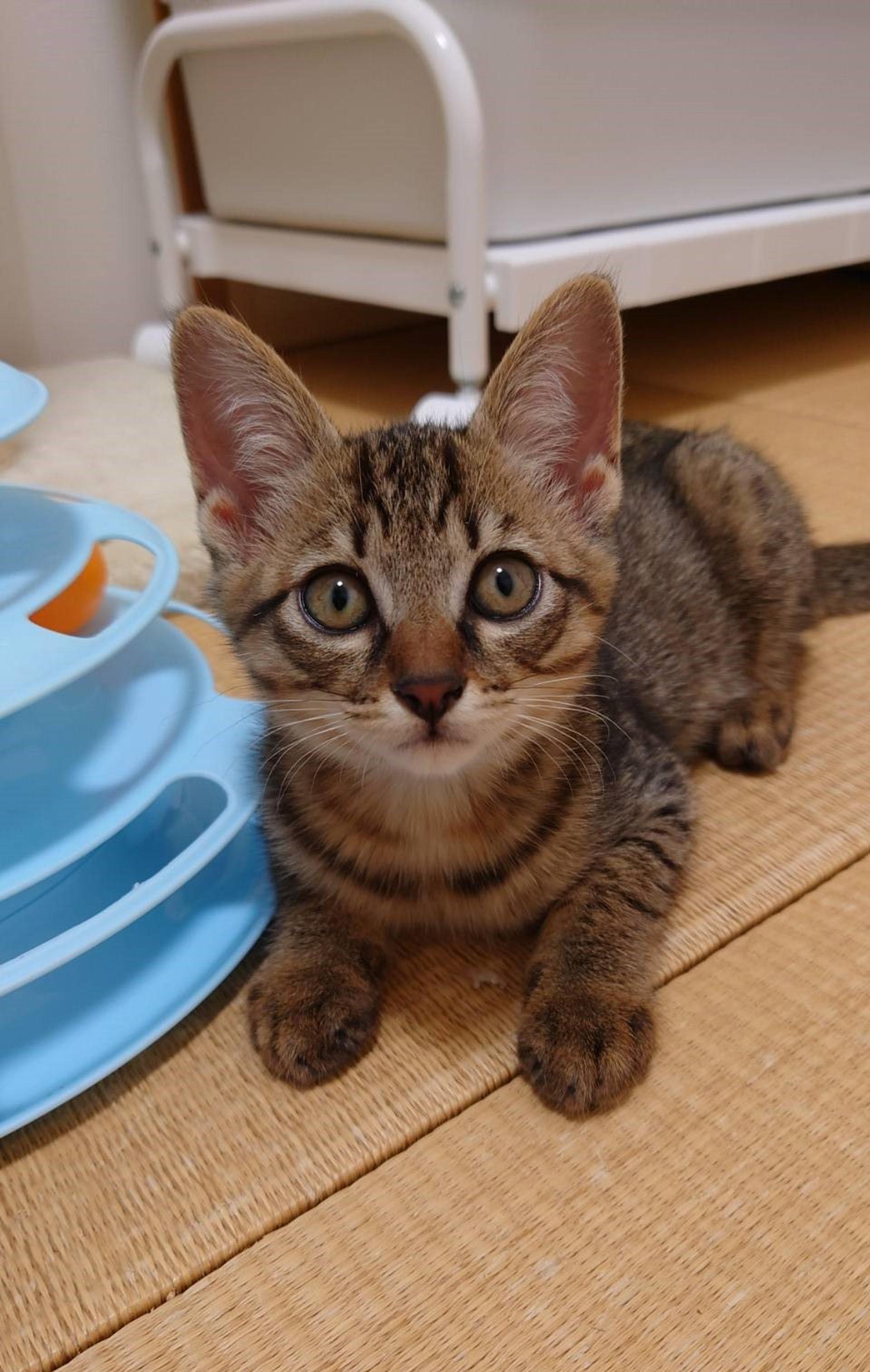 pet-image-3