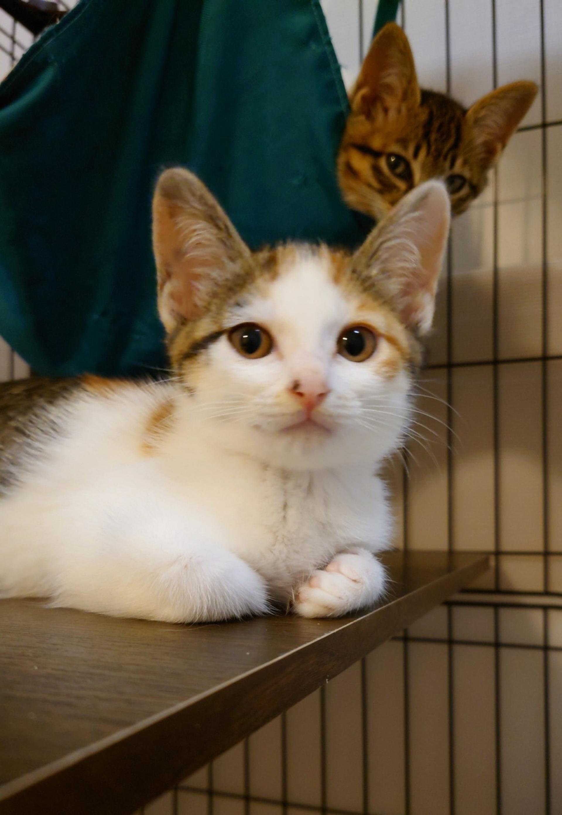 pet-image-2