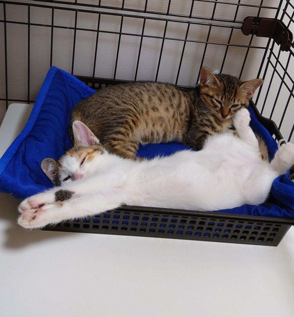 ネコハチさま専用　 おまとめ20点 通気性抜群な箱とねこ。Excellent Breathable Box and Cats