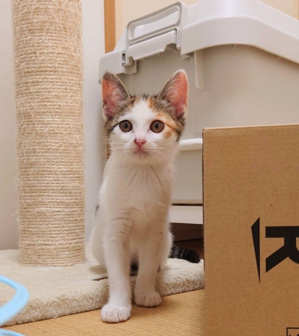 ネコハチさま専用　 おまとめ20点 通気性抜群な箱とねこ。Excellent Breathable Box and Cats