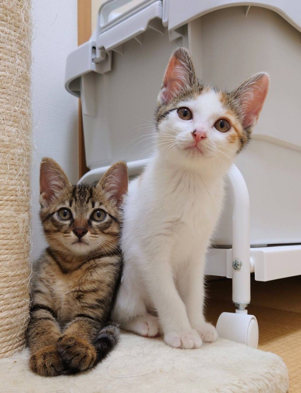 おあげ | あんよで「よっ」 #britishshorthair #bsh #calicocat