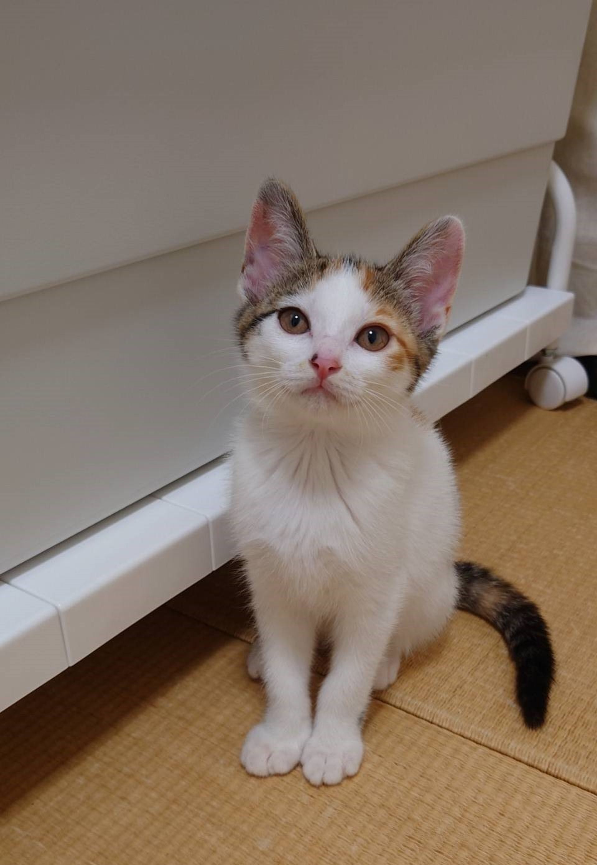 雑種（ミックス猫）・メスの里親募集の写真