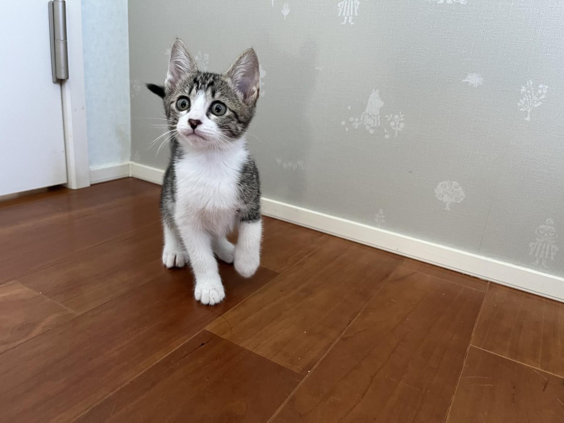pet-image-3